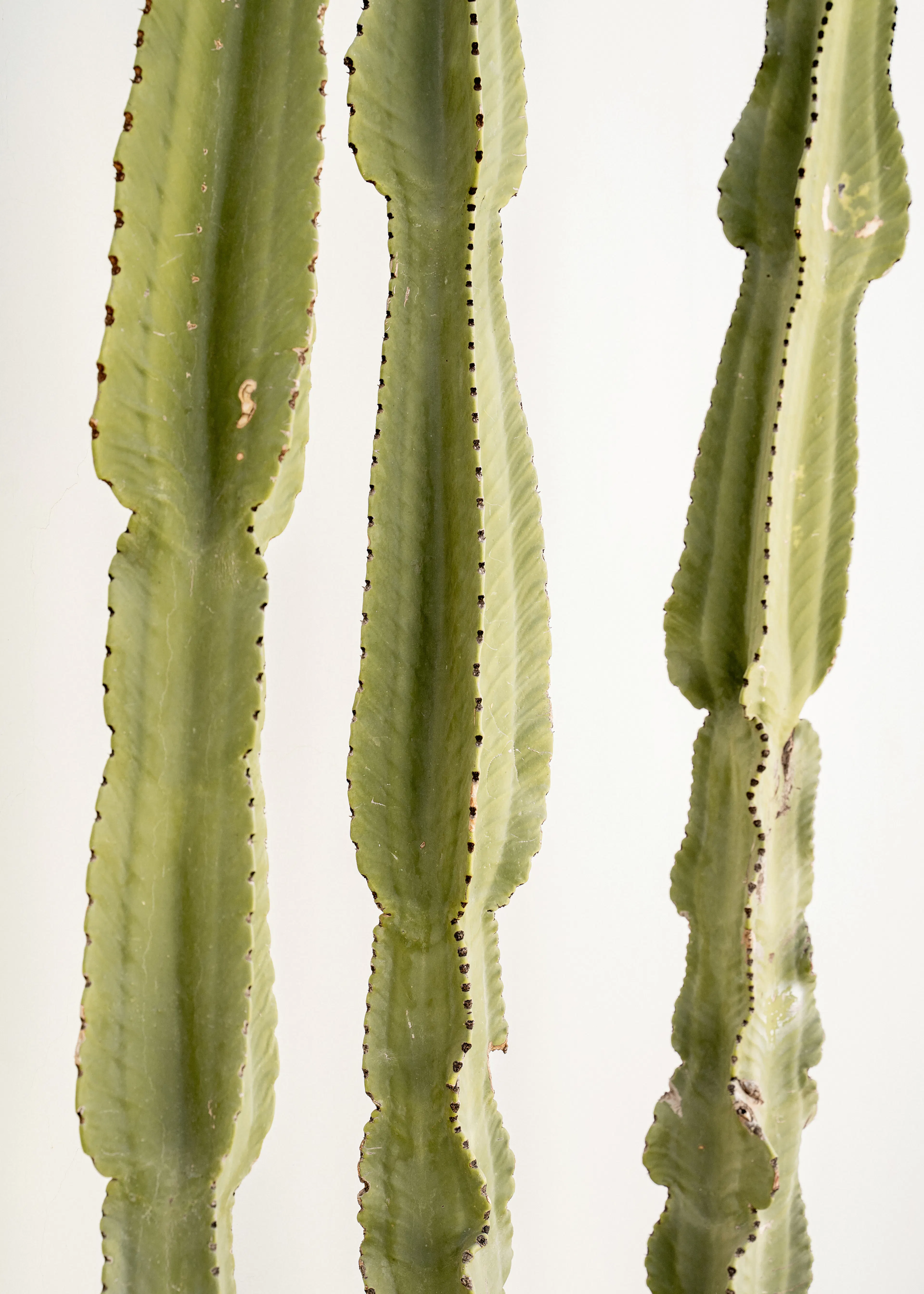 Cactus Élégance Poster 0