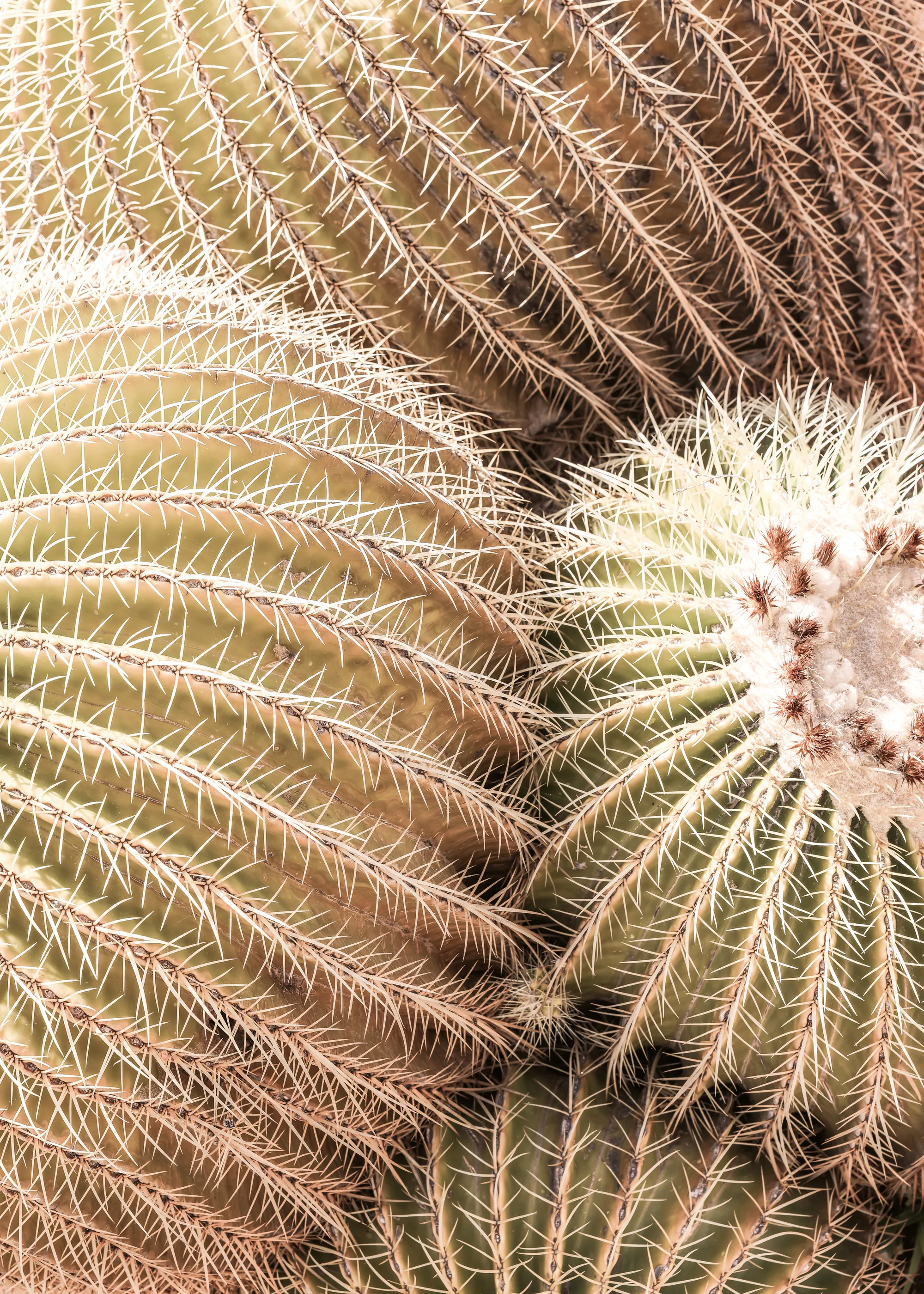 Desert Cacti Poster 0