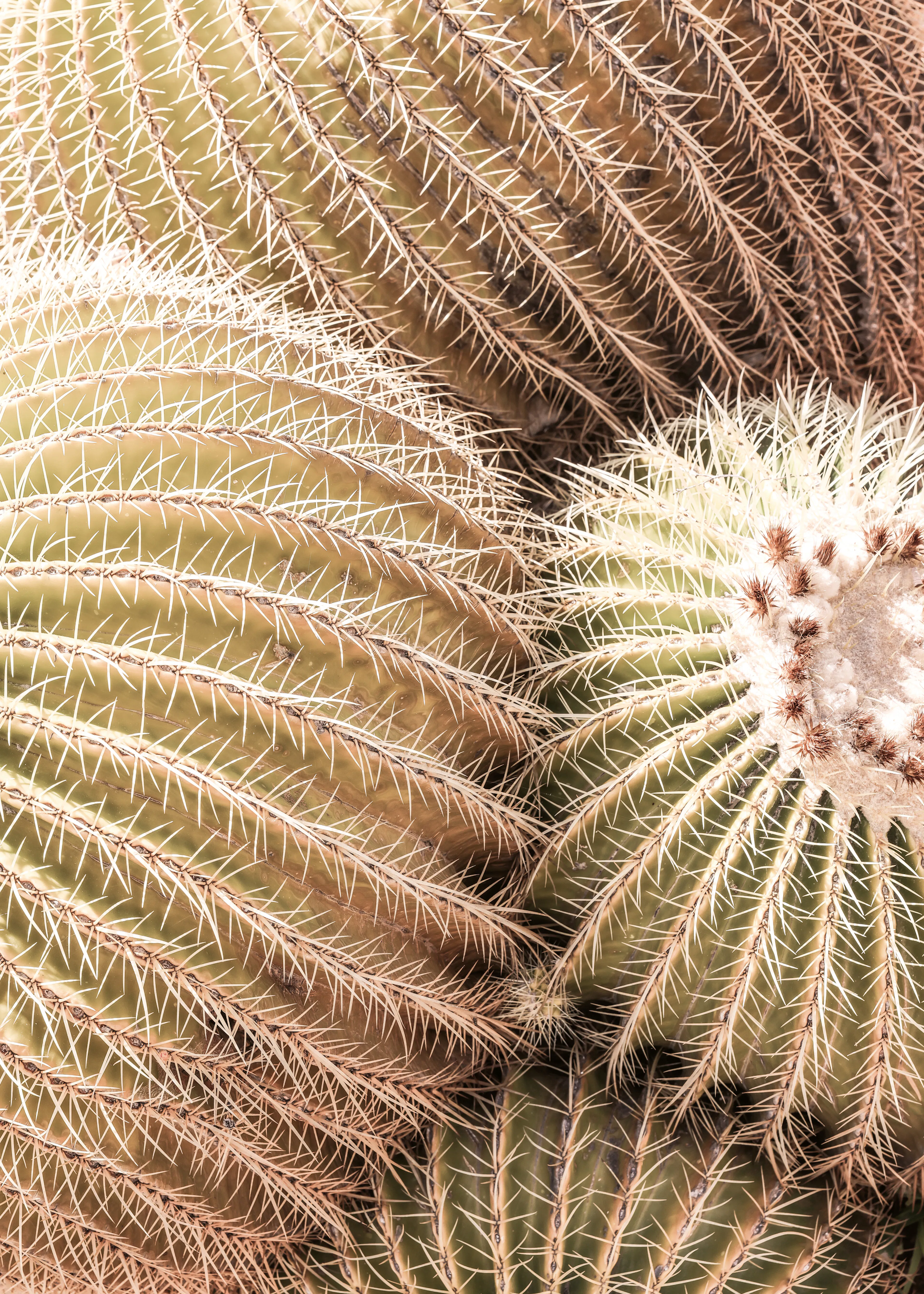 Desert Cacti Poster 0
