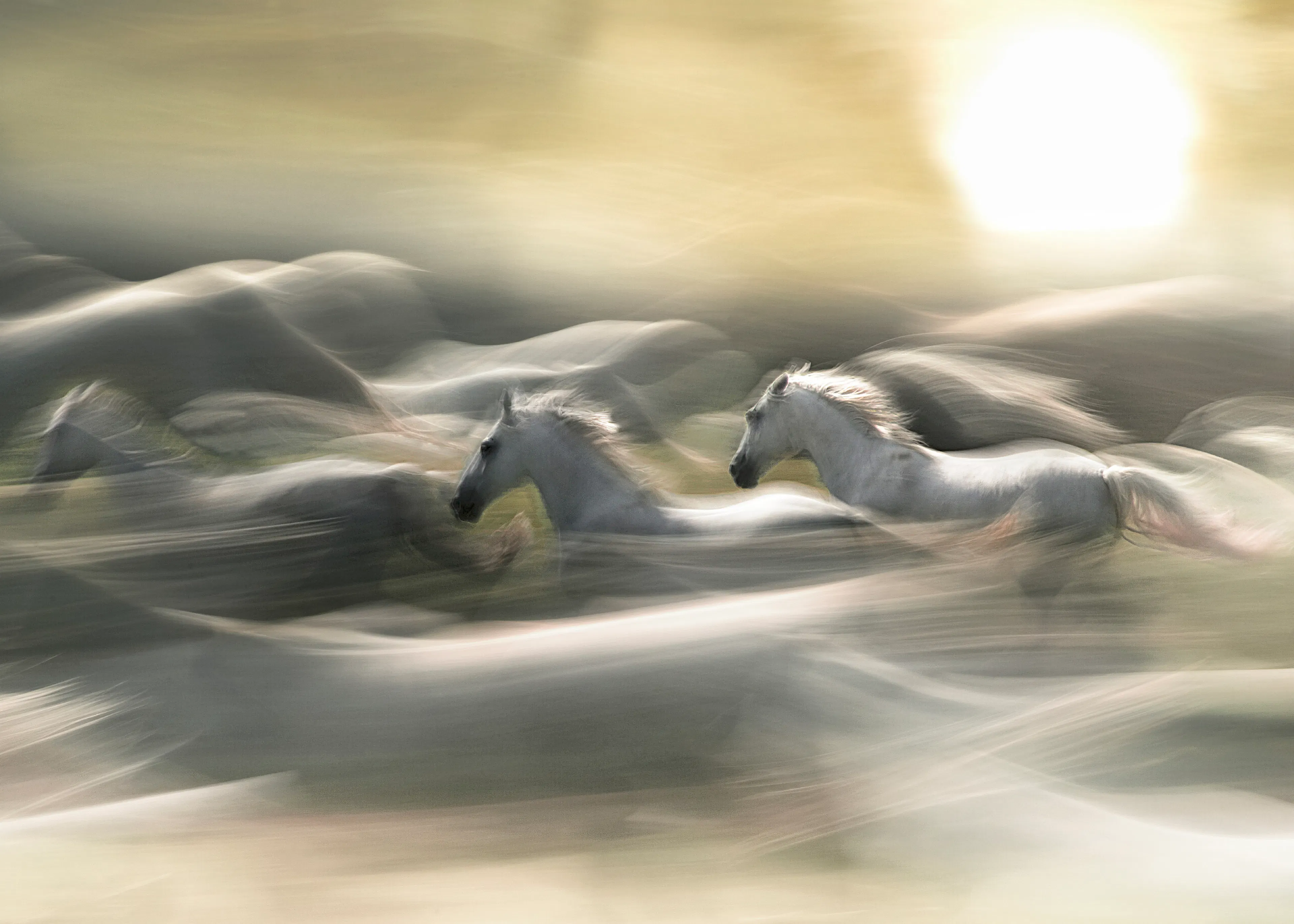 White Running Horses Poster 0