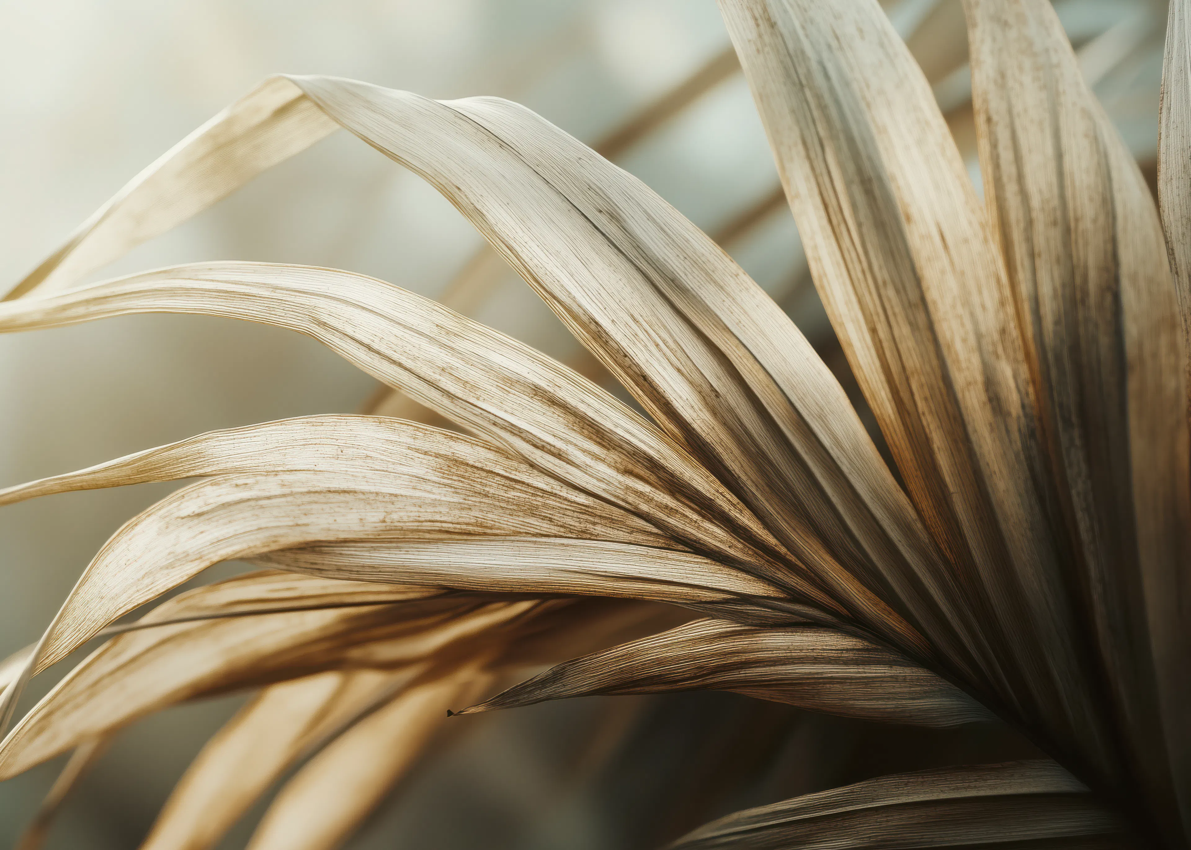 Dried Palm Poster 0