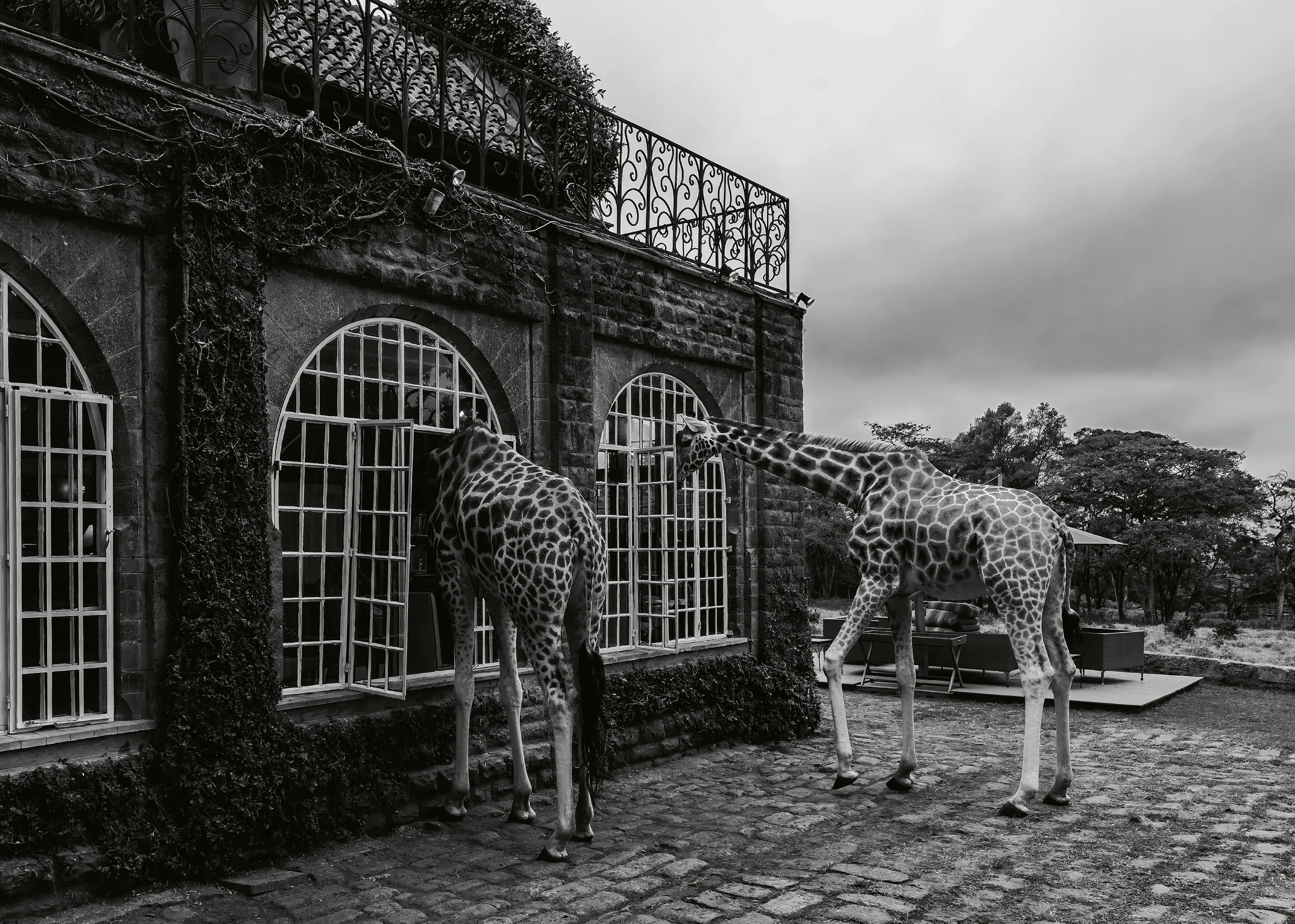 Giraffen Eleganz Poster 0