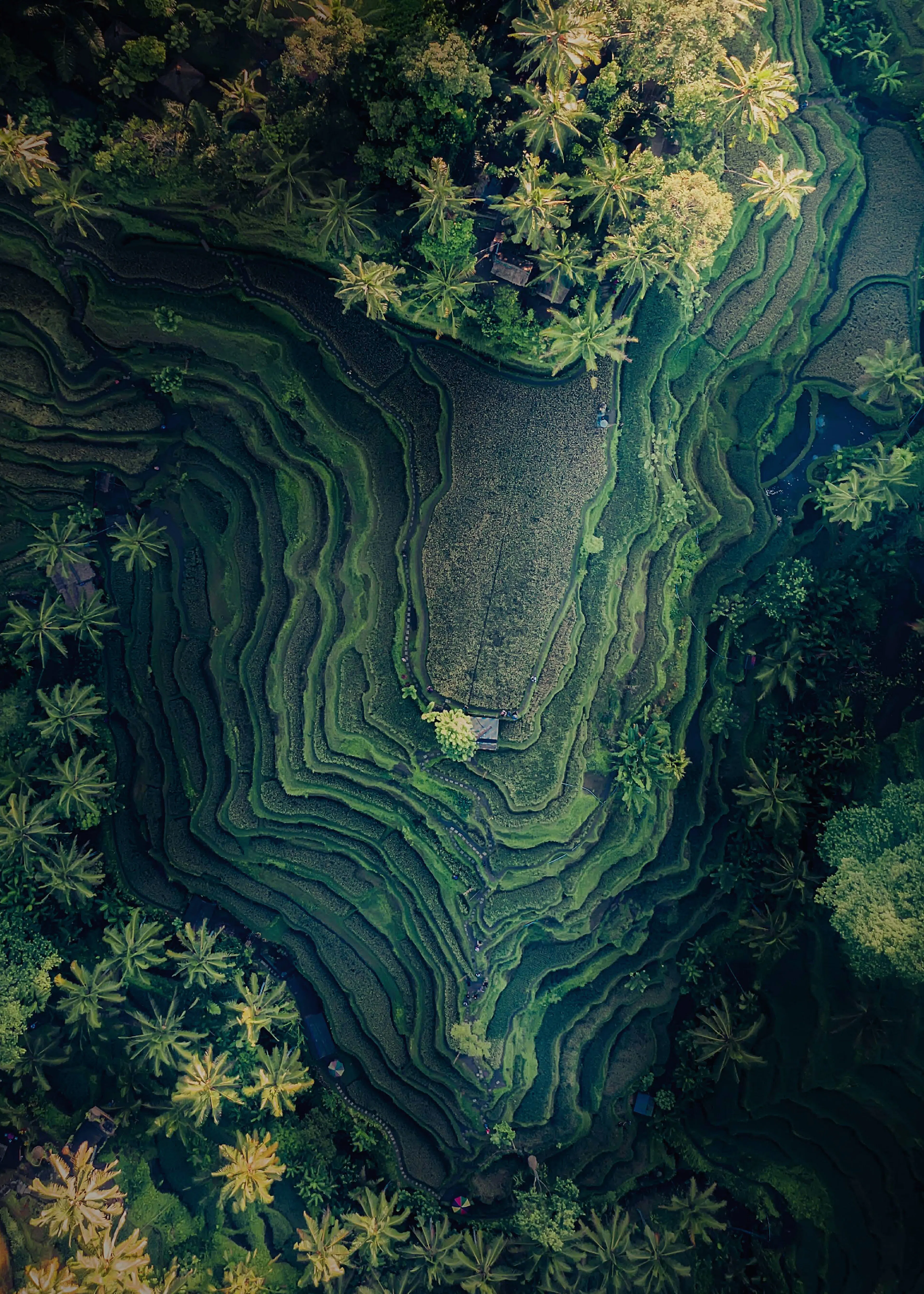 Mystic Forest Poster 0