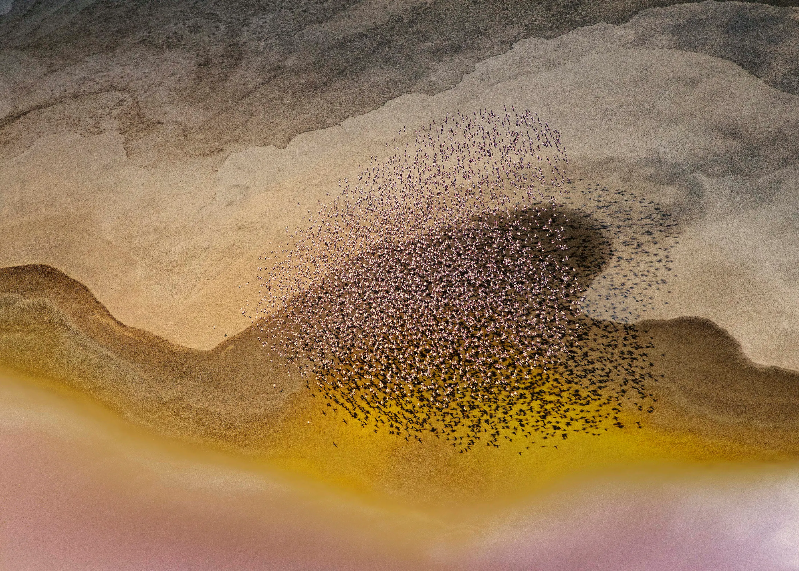 Nuée d'Oiseaux Poster 0