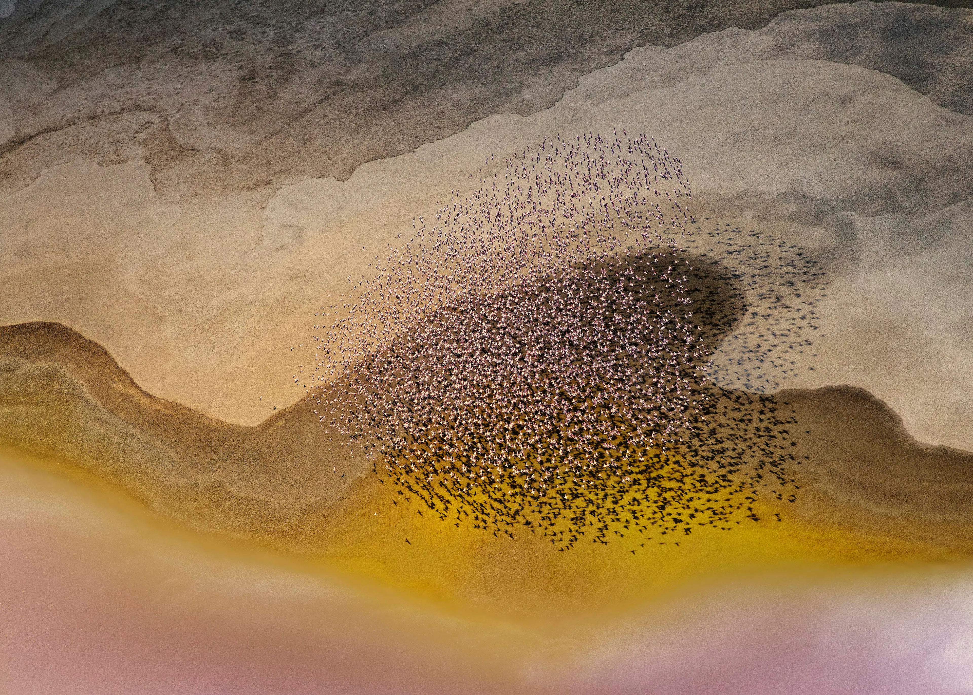 Birds Swarm Poster 0