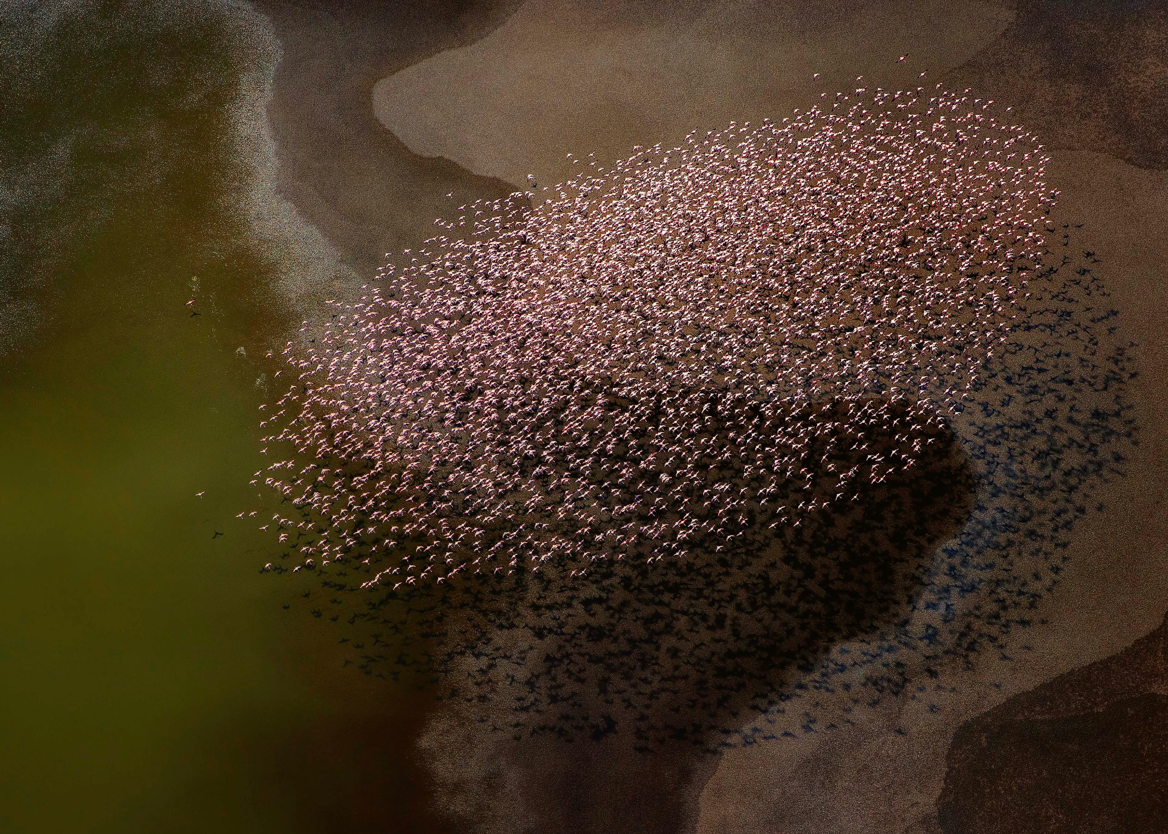 Flamingo Migration Poster 0