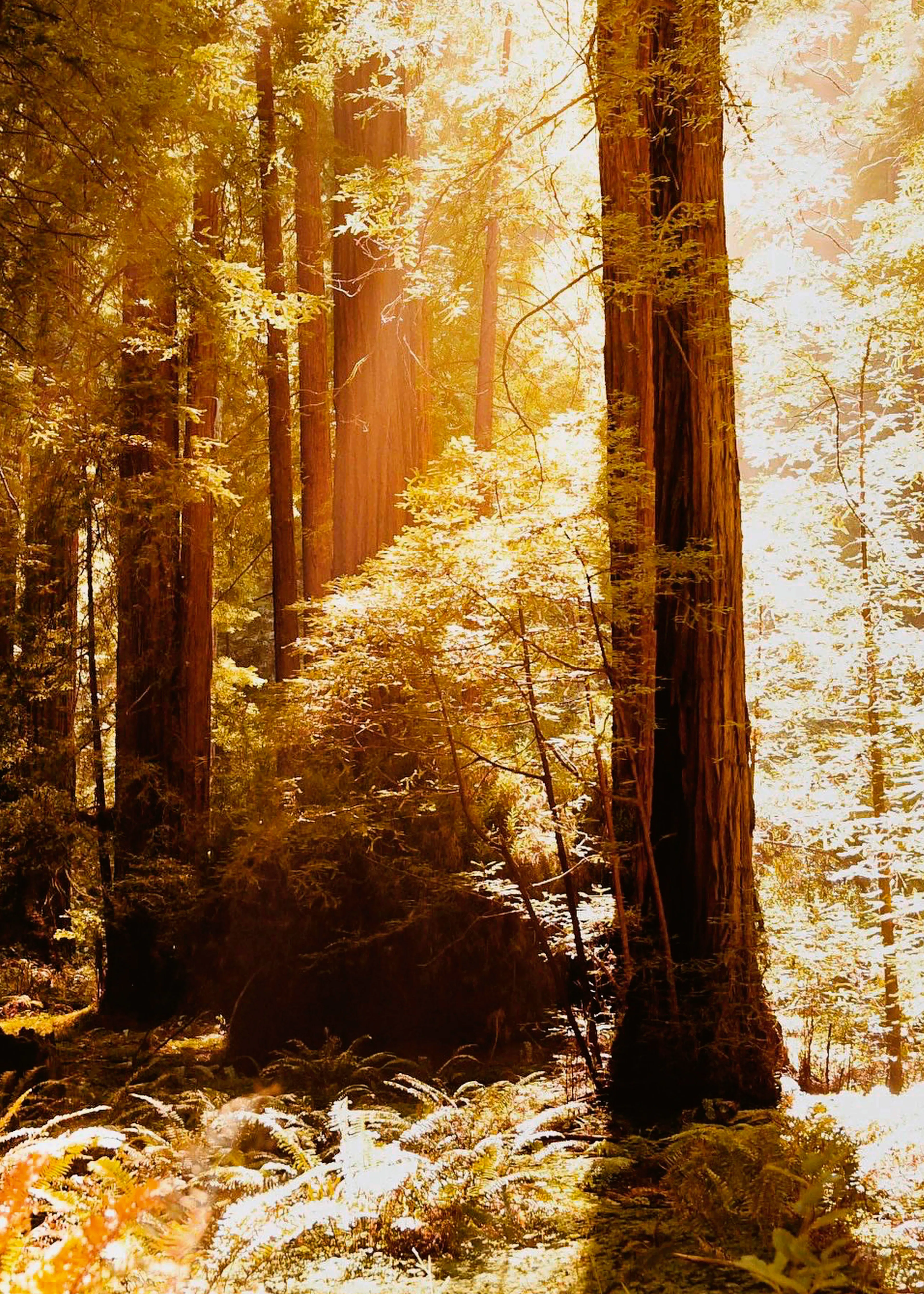 Golden Forest Poster 0