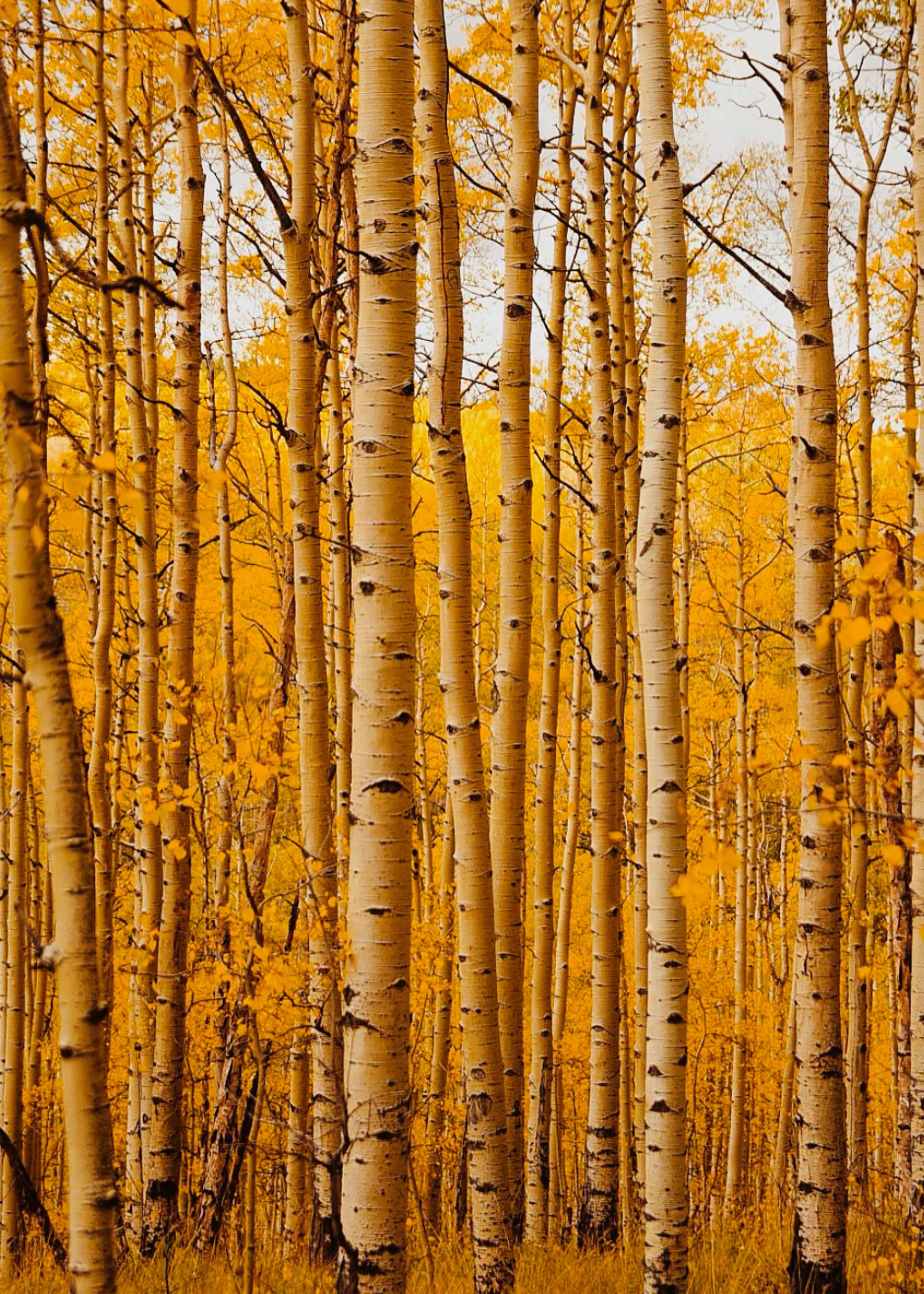 Golden Aspens Poster 0