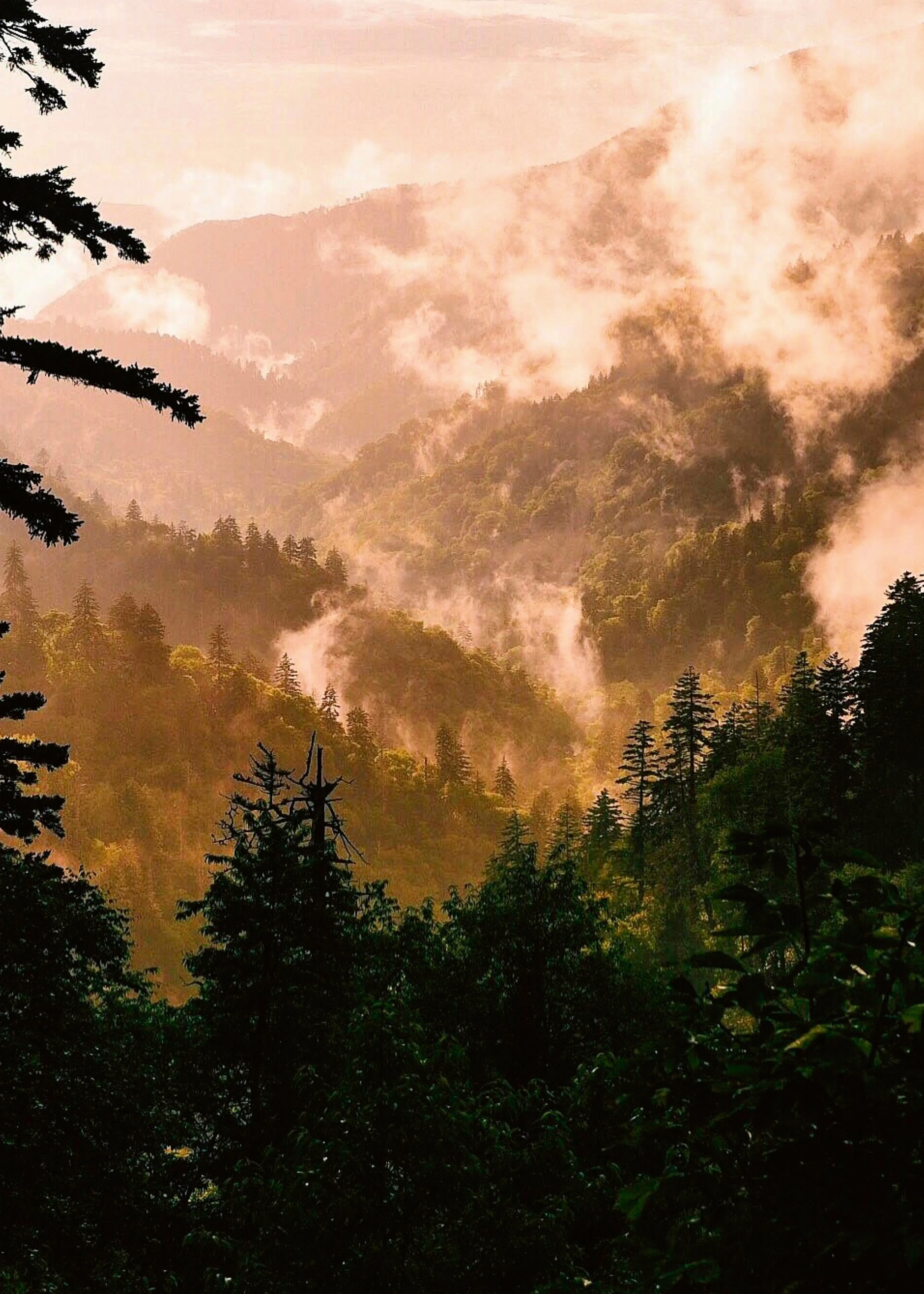 Misty Wilderness Poster 0