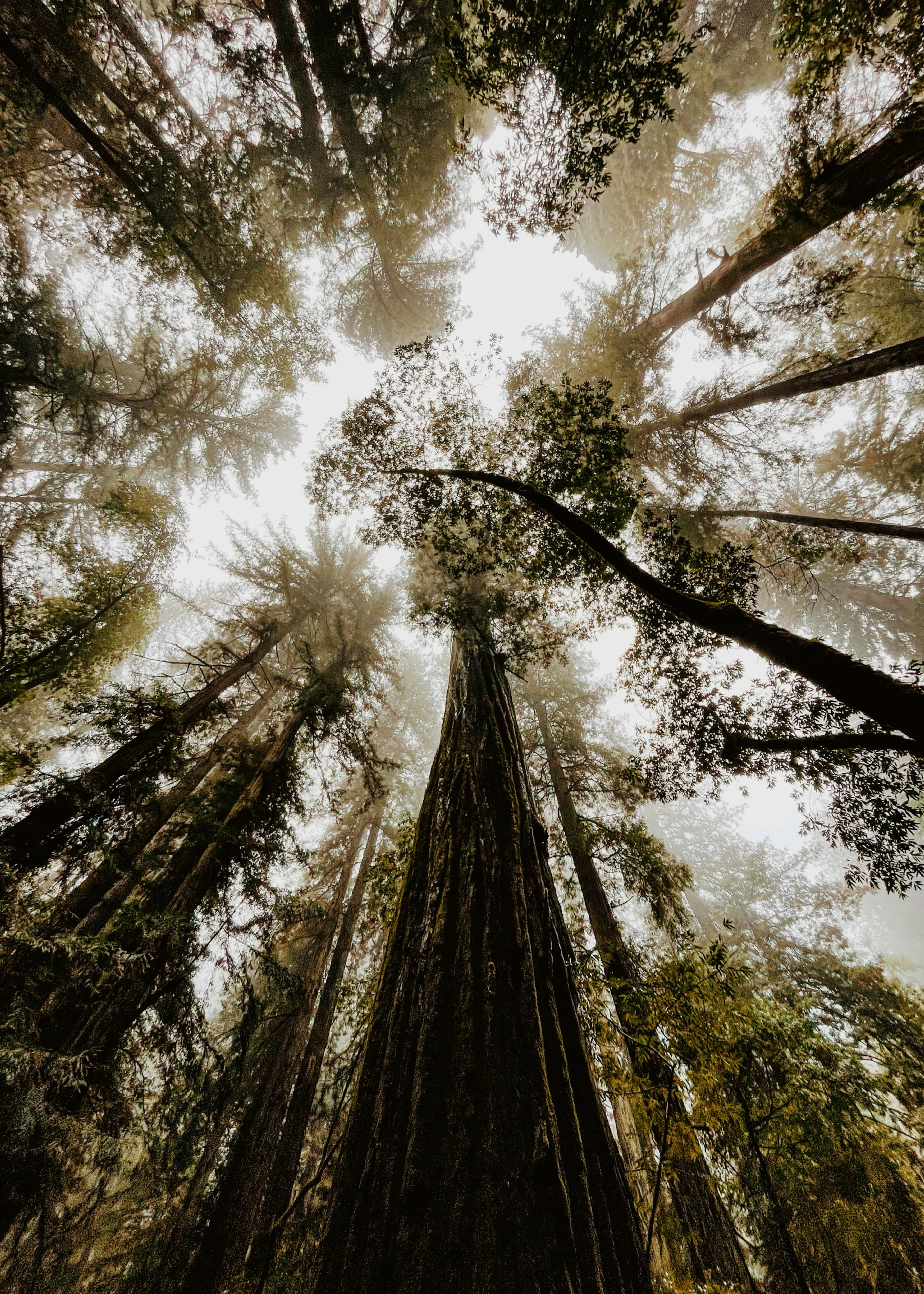 Majestic Redwoods Poster 0