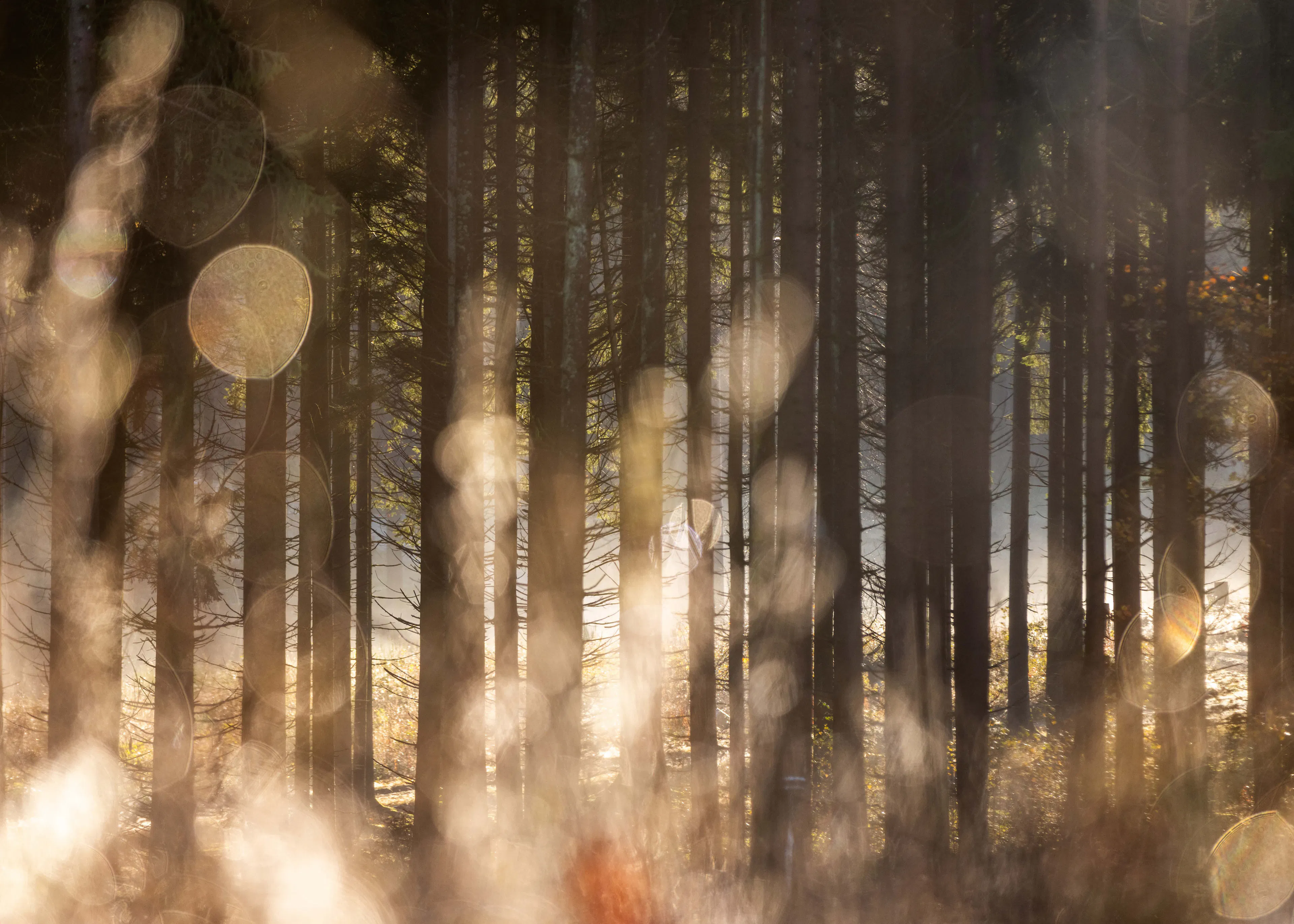Forest Glow Poster 0