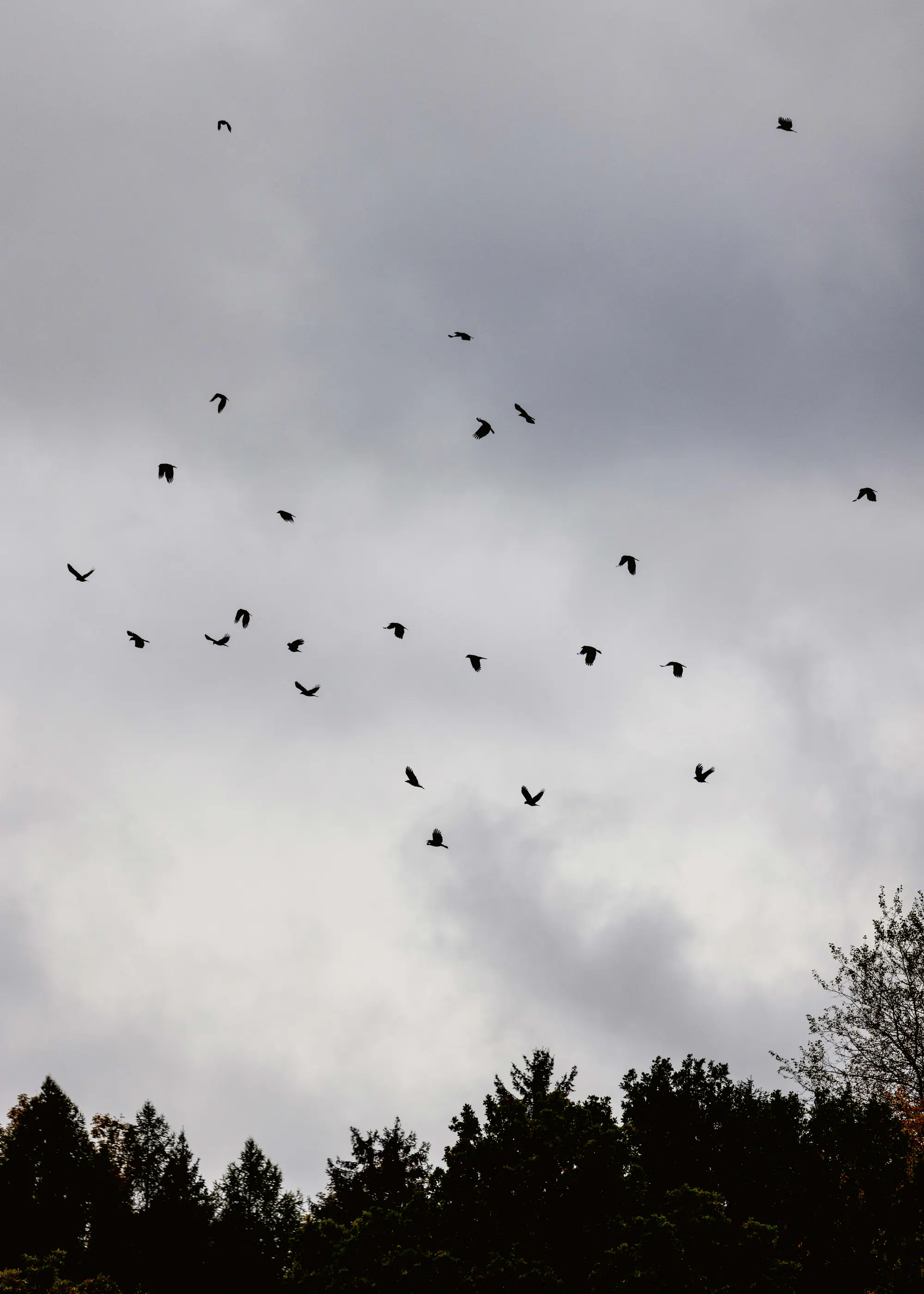Vogelflug Poster 0