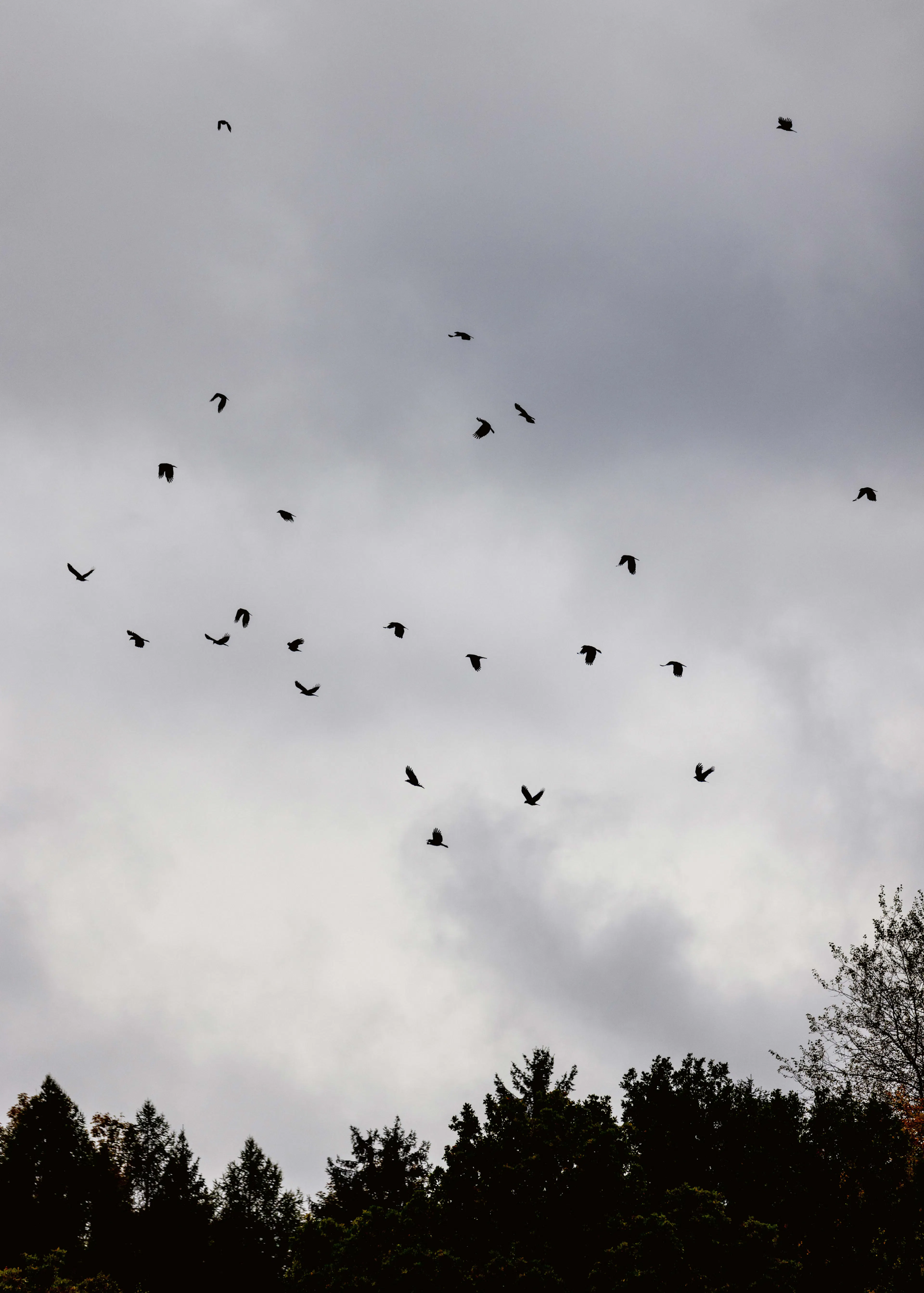 Birds Flight Poster 0