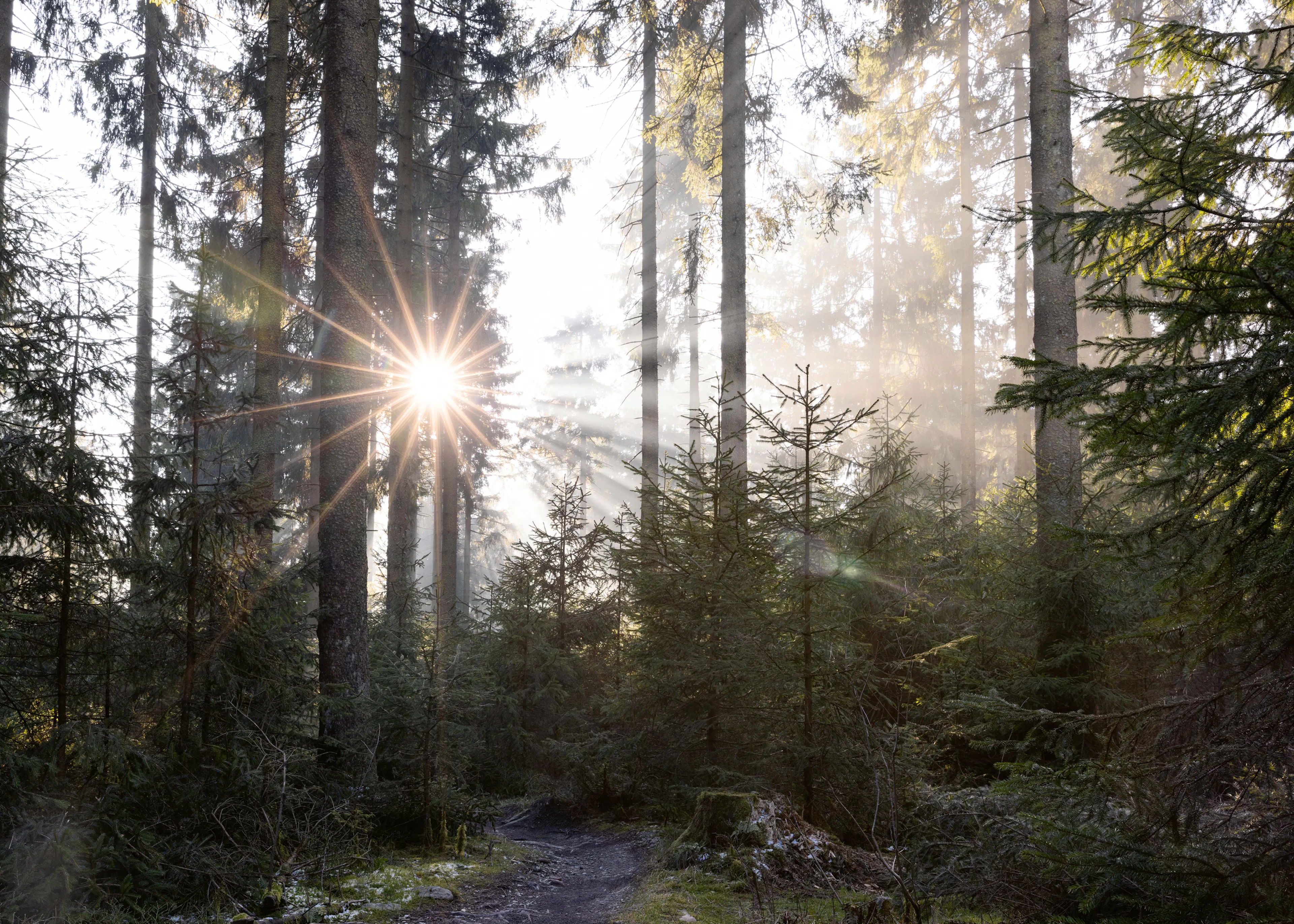 Green Sunlit Forest Poster 0