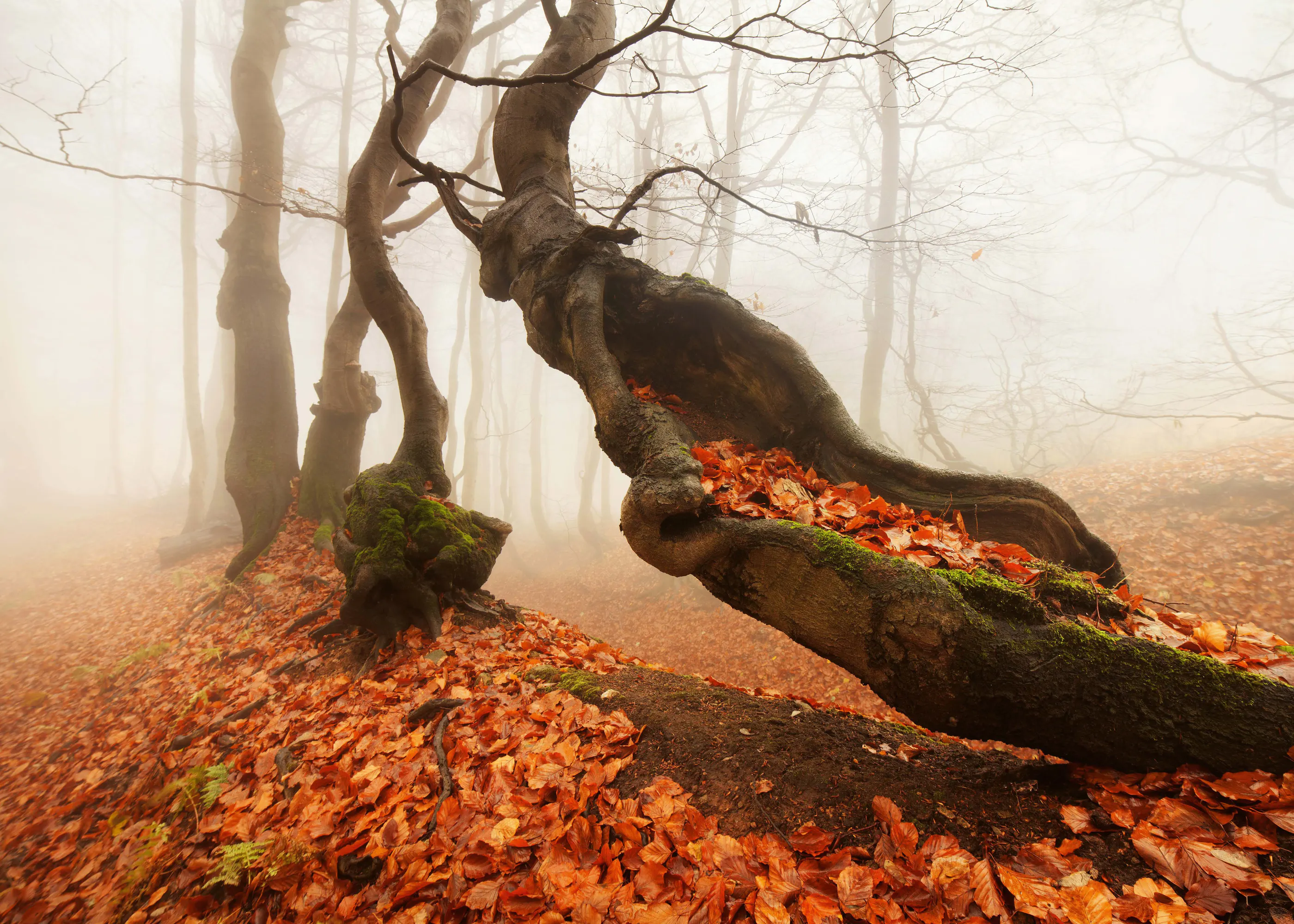 Herfstbetovering Poster 0
