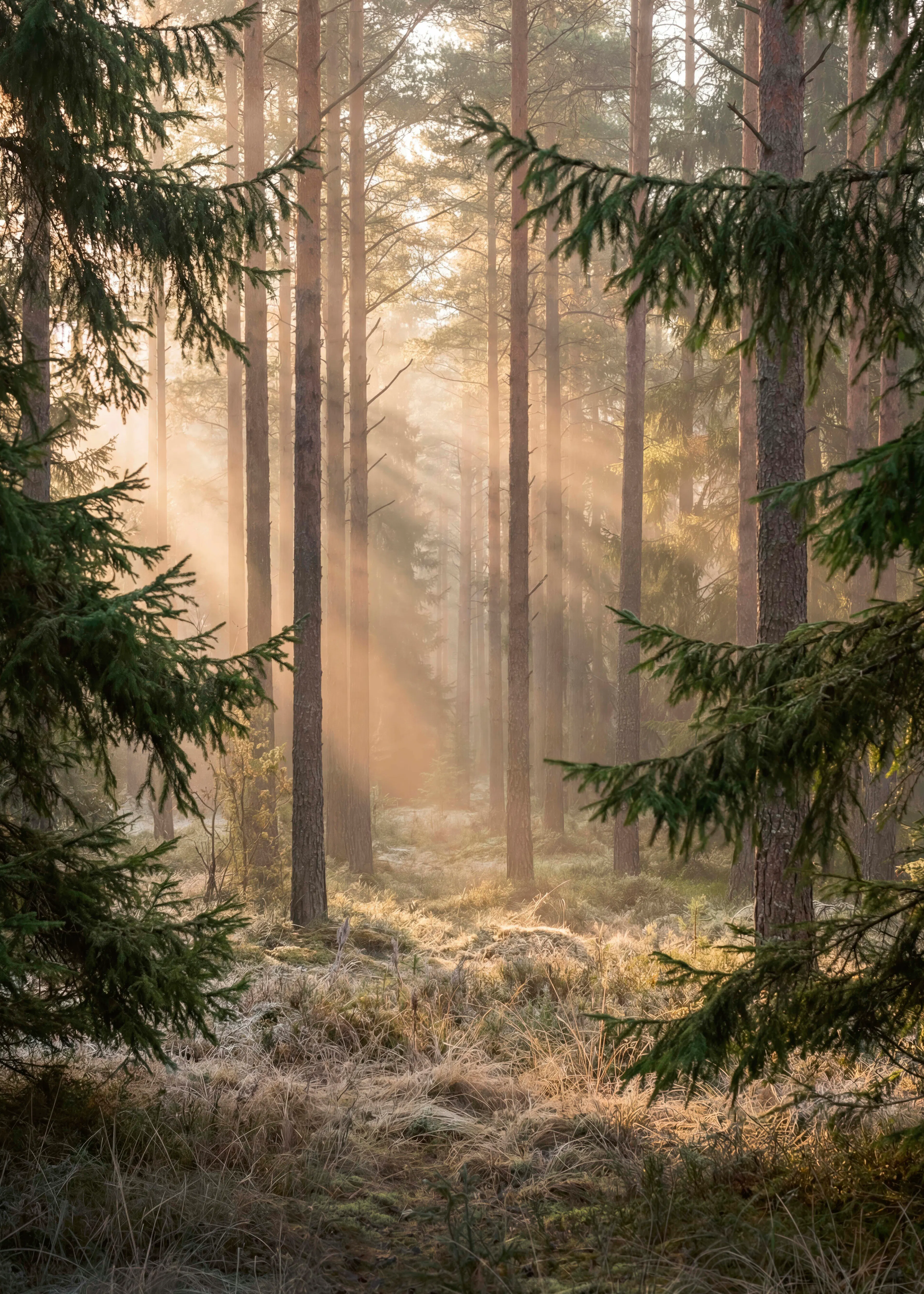 Serene Green Sunlit Forest Poster 0