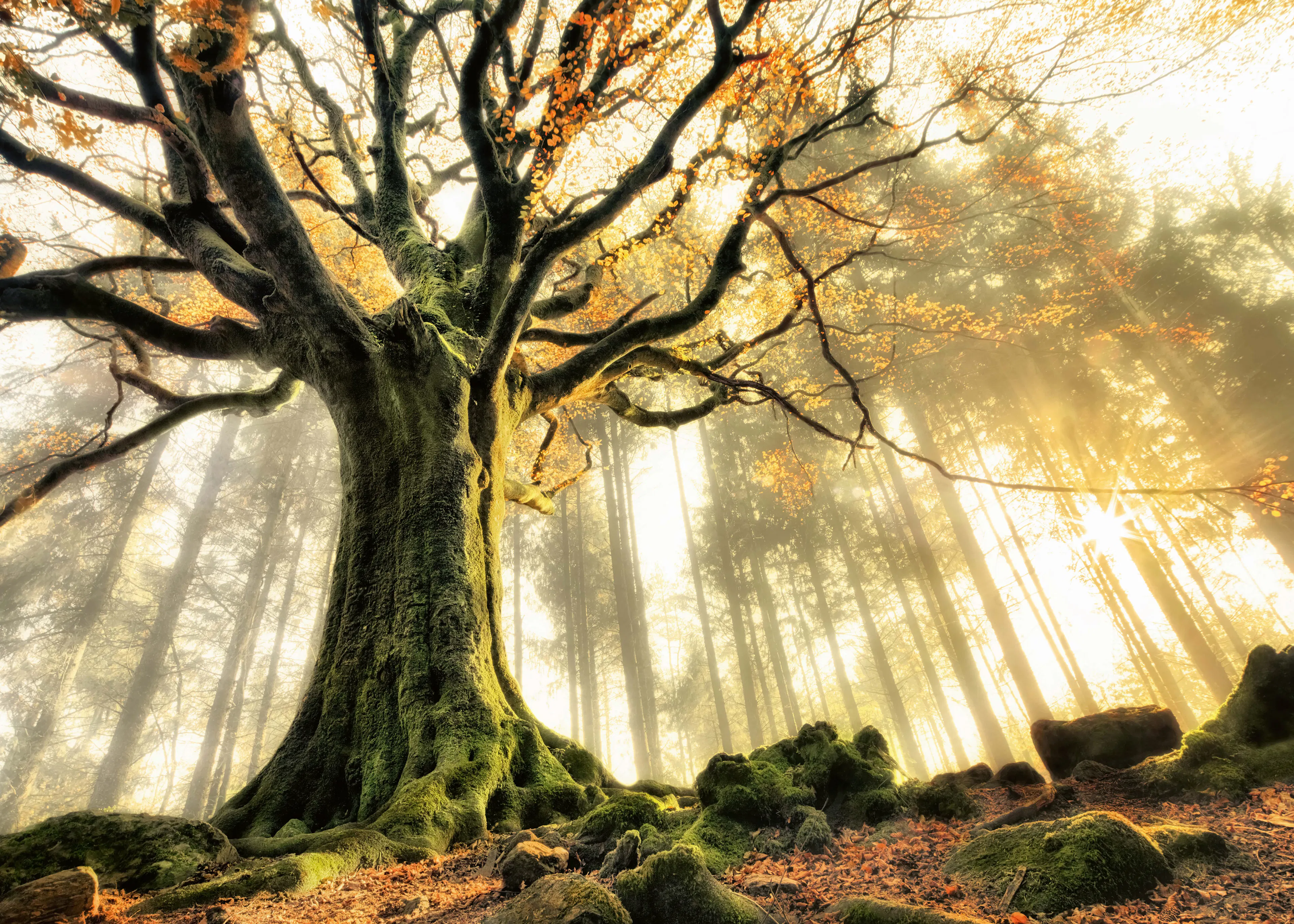Forêt Mystique Verte Poster 0
