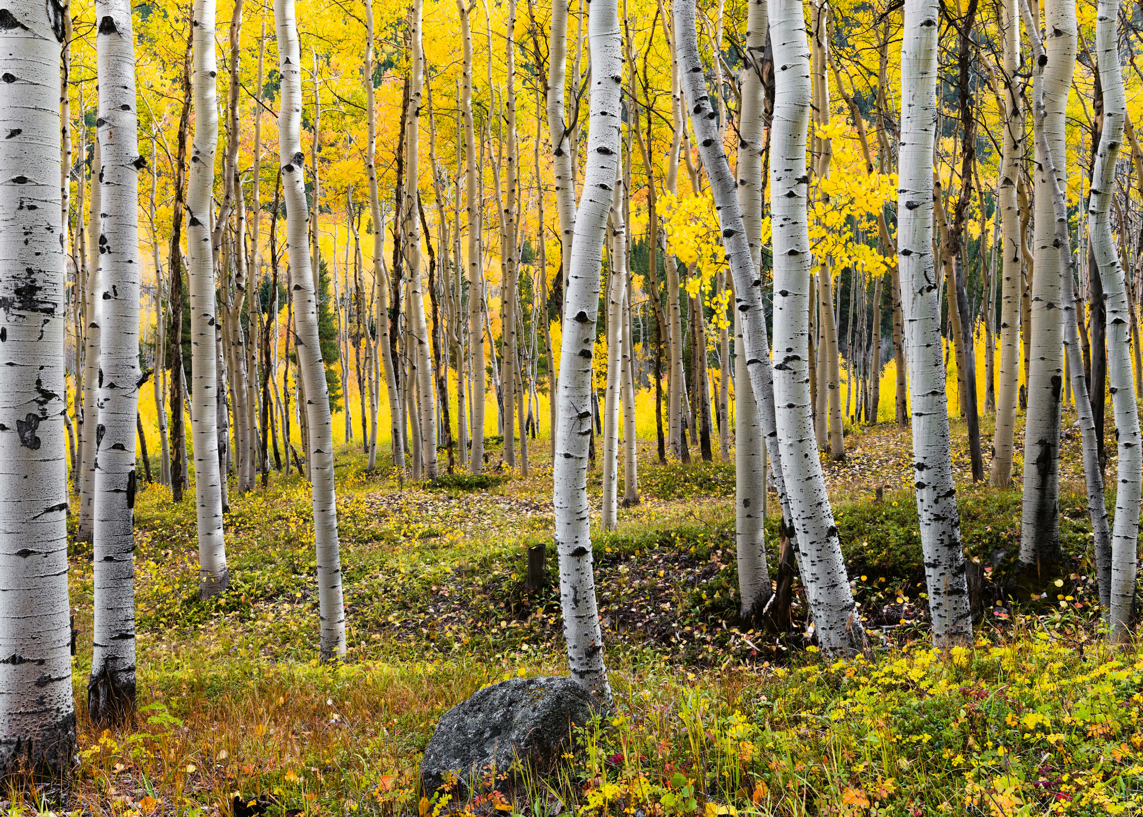 Aspen Grove Poster 0