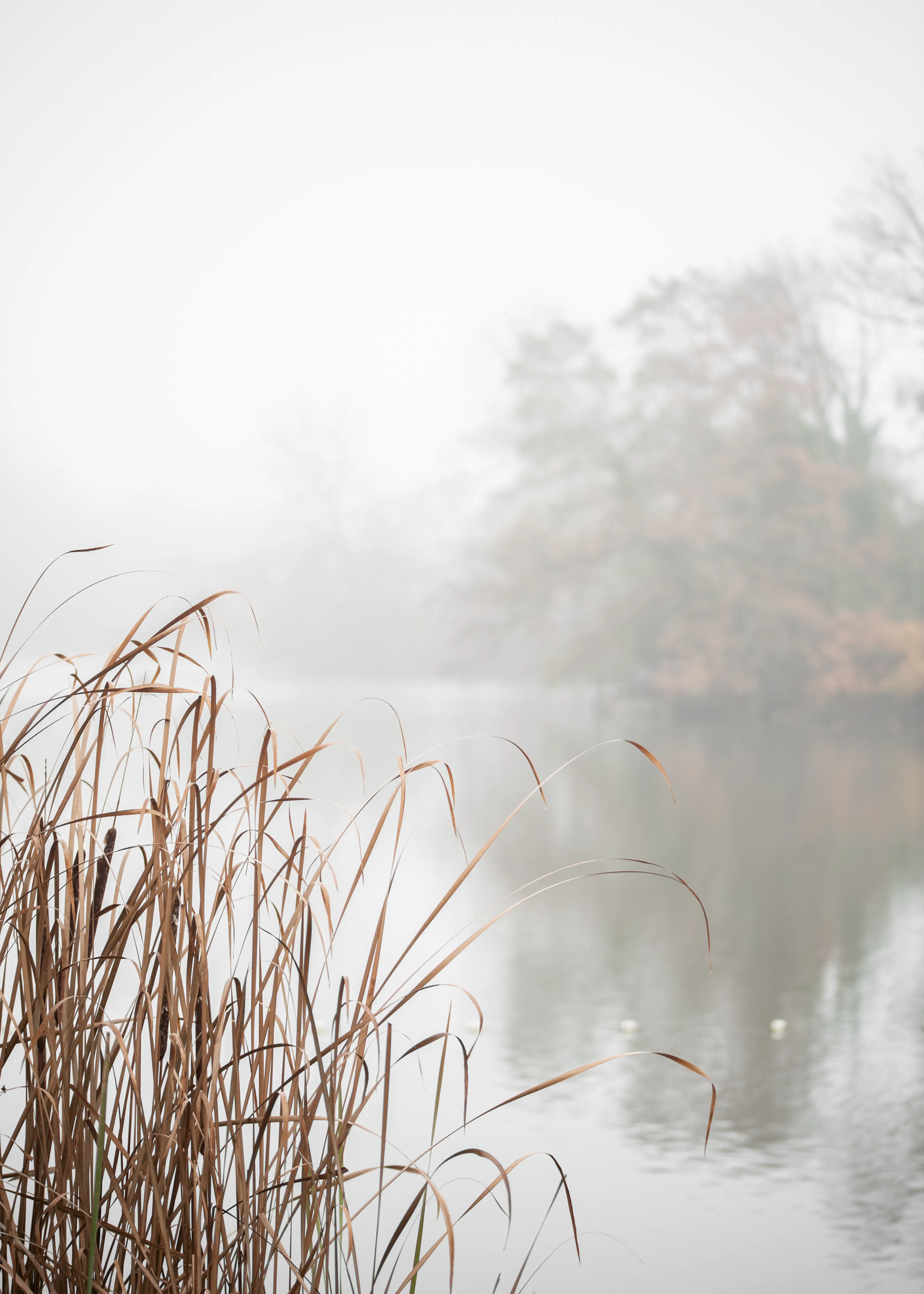 Lac Brumeux Gris Poster 0