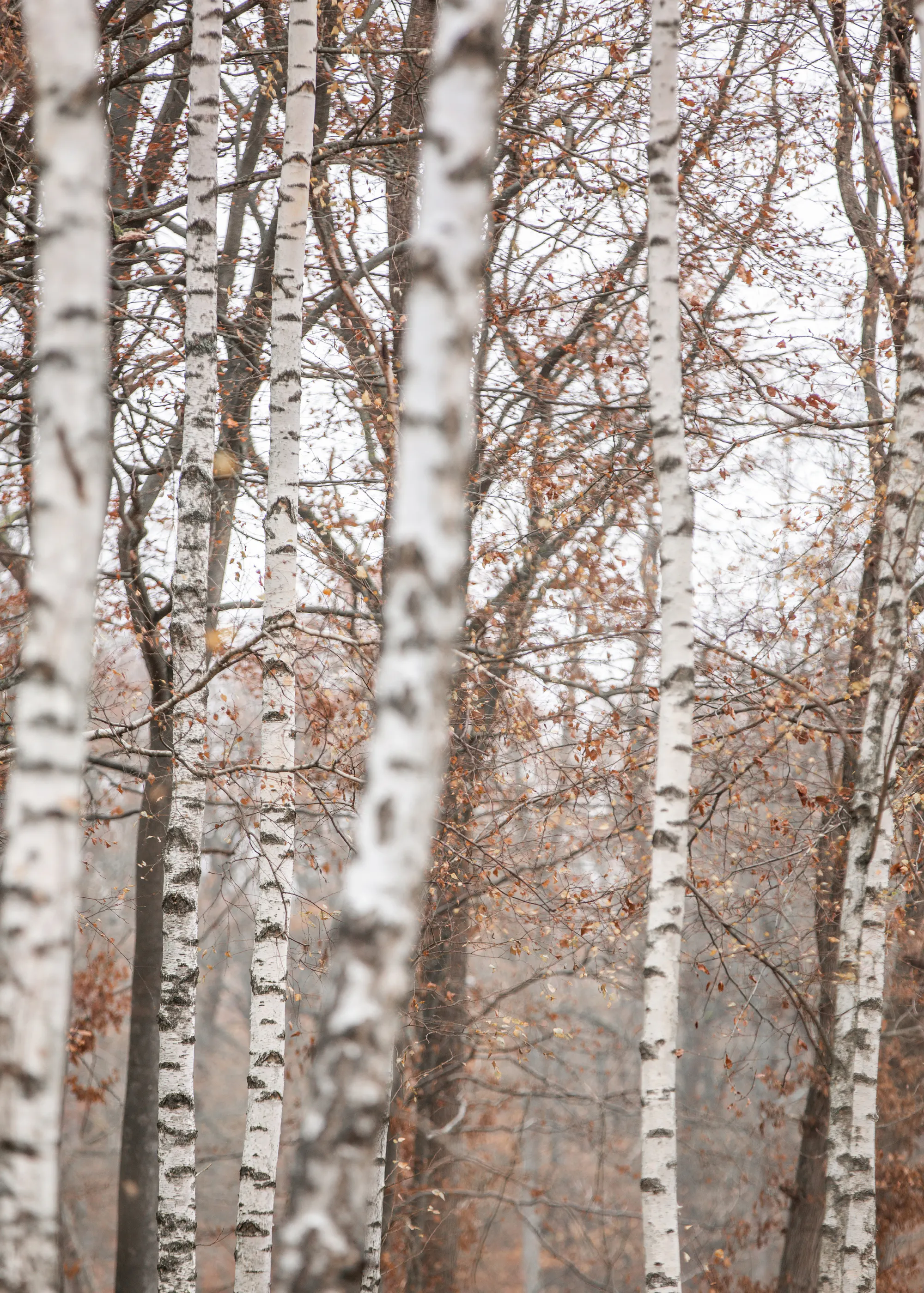 Birch Serenity Poster 0