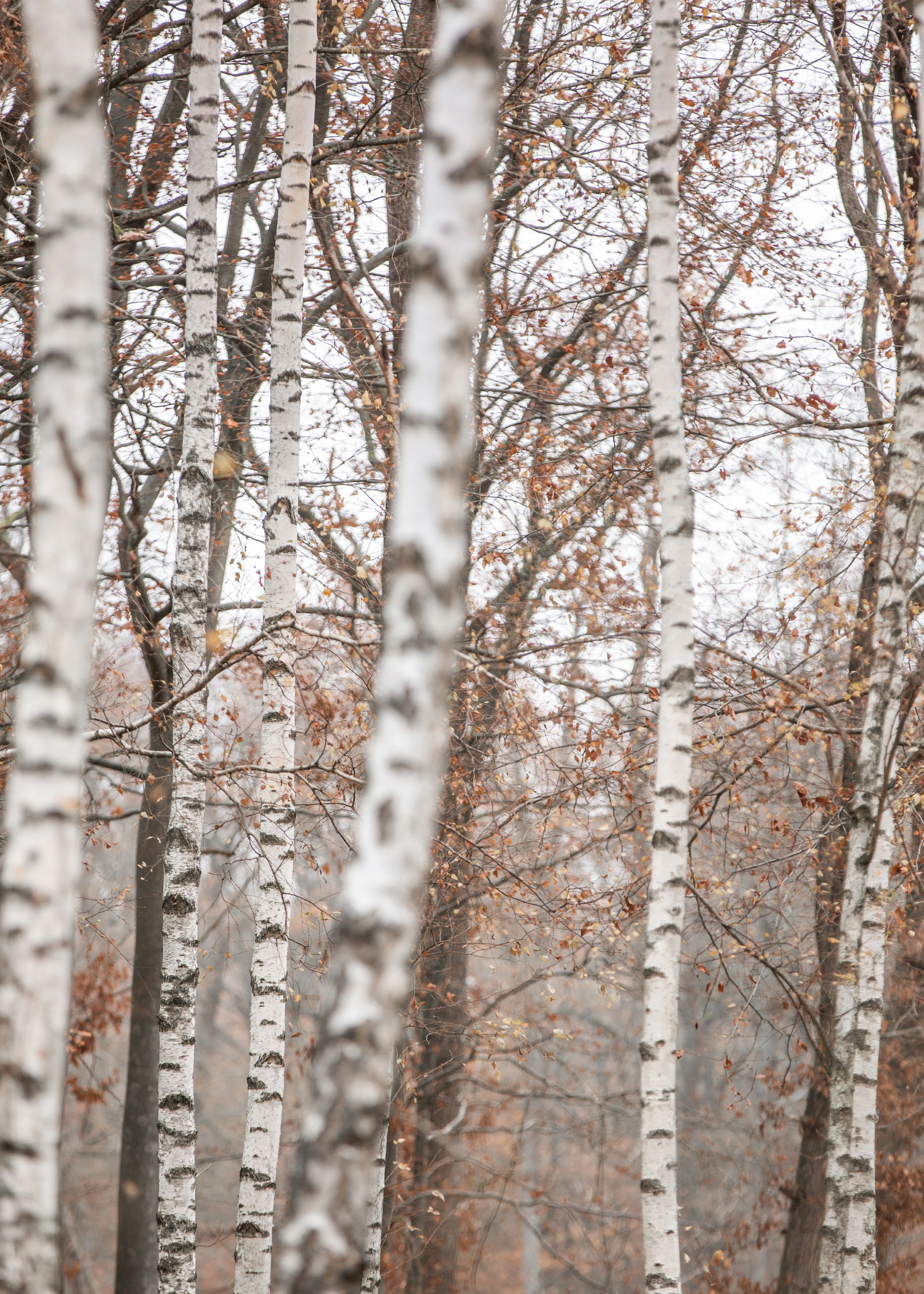 Birch Serenity Poster 0