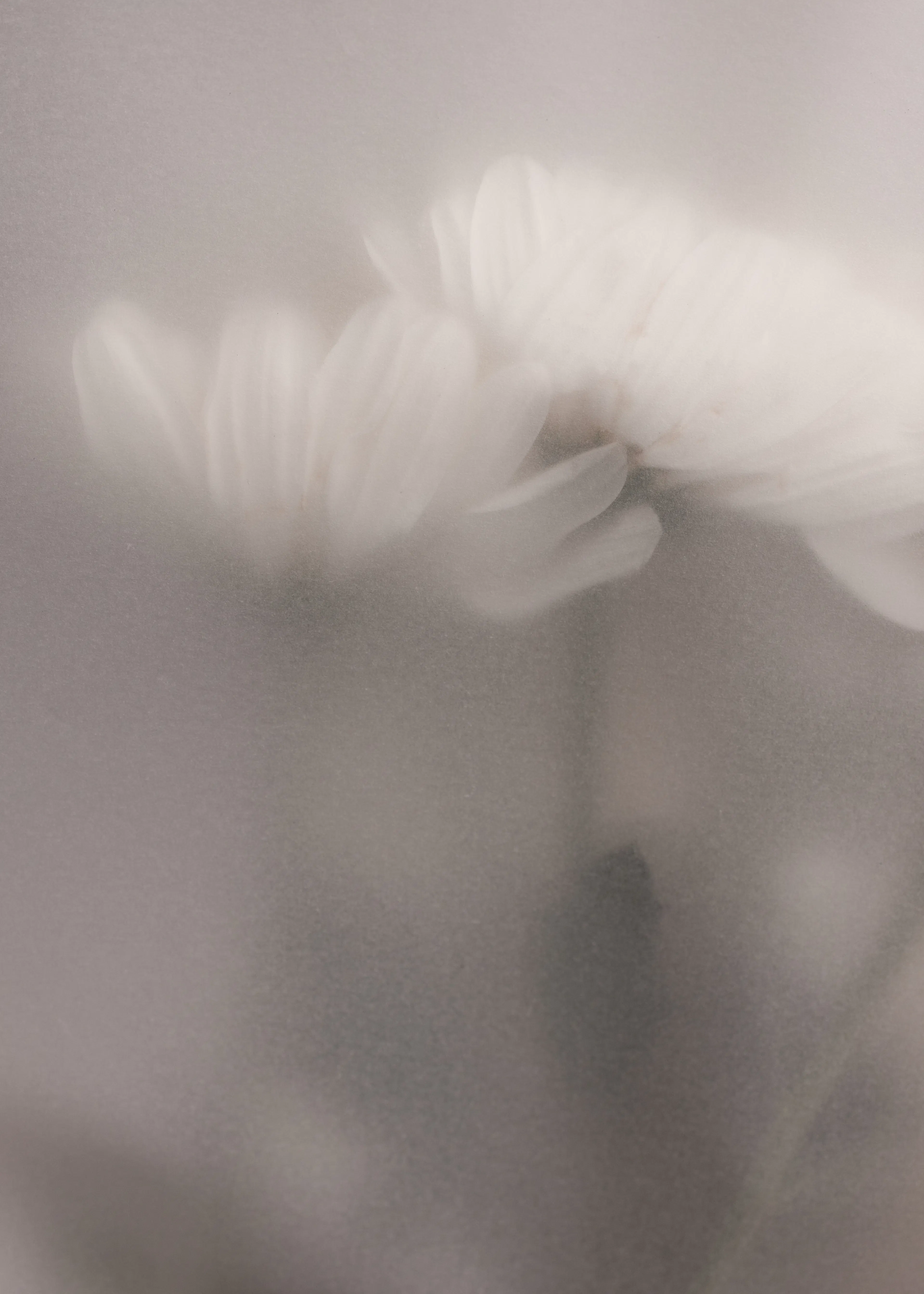 Elegant Blossom Poster 0
