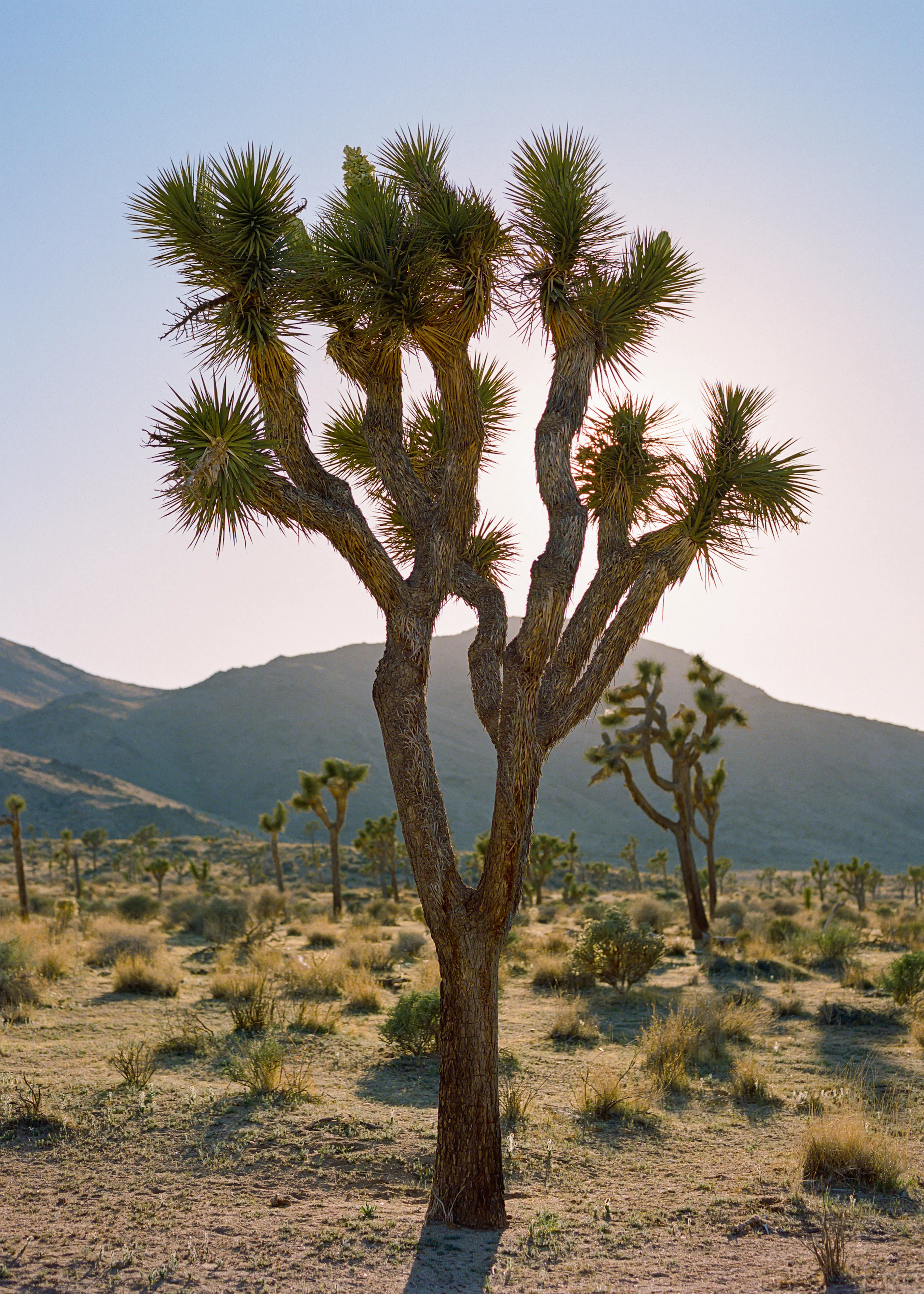 Brown Desert Serenity Poster 0