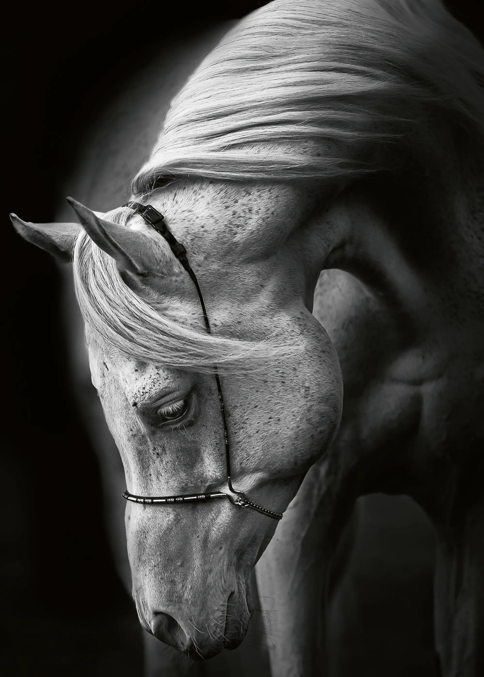 Elegant Equine Poster 0