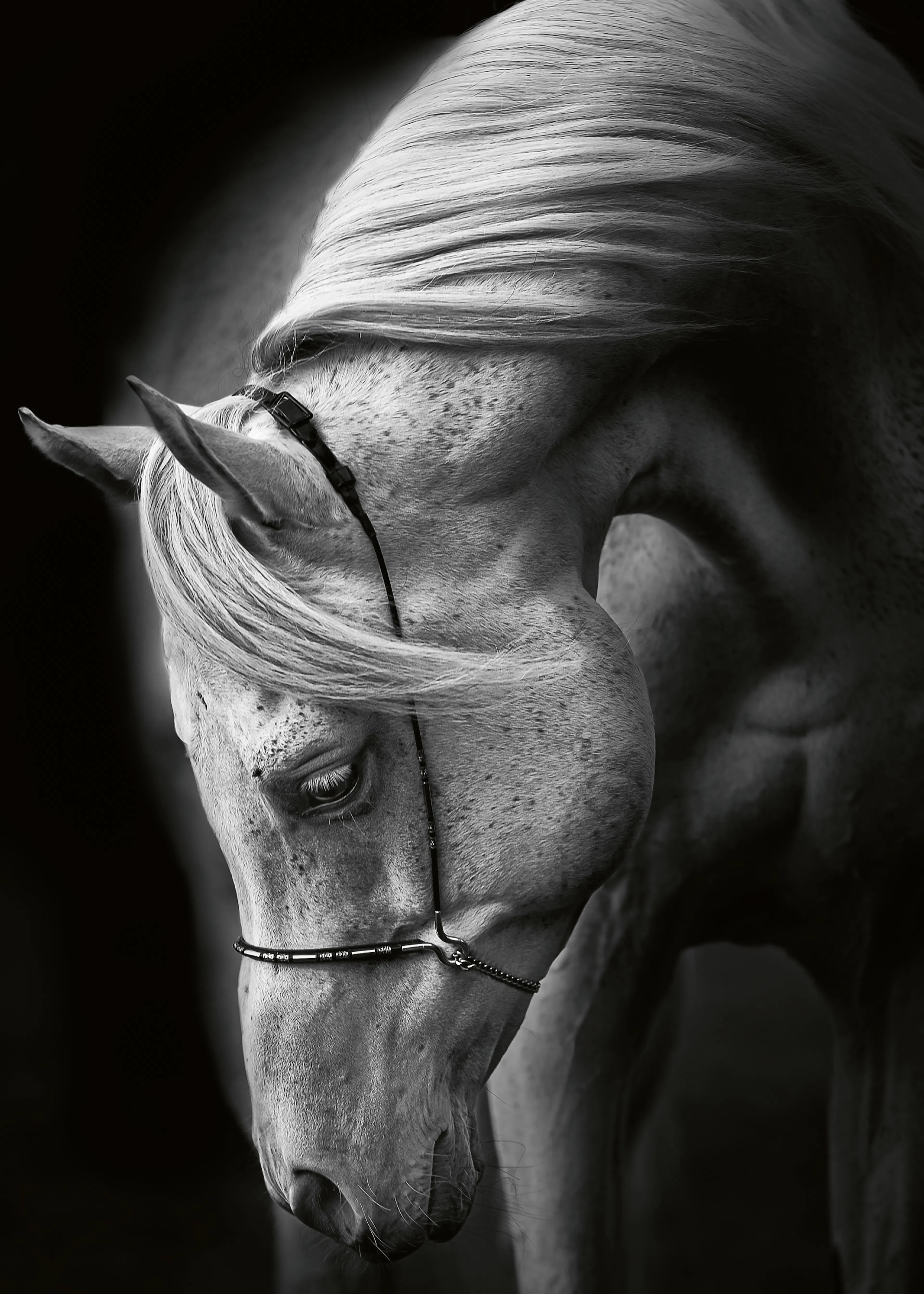 Elegant Equine Poster 0