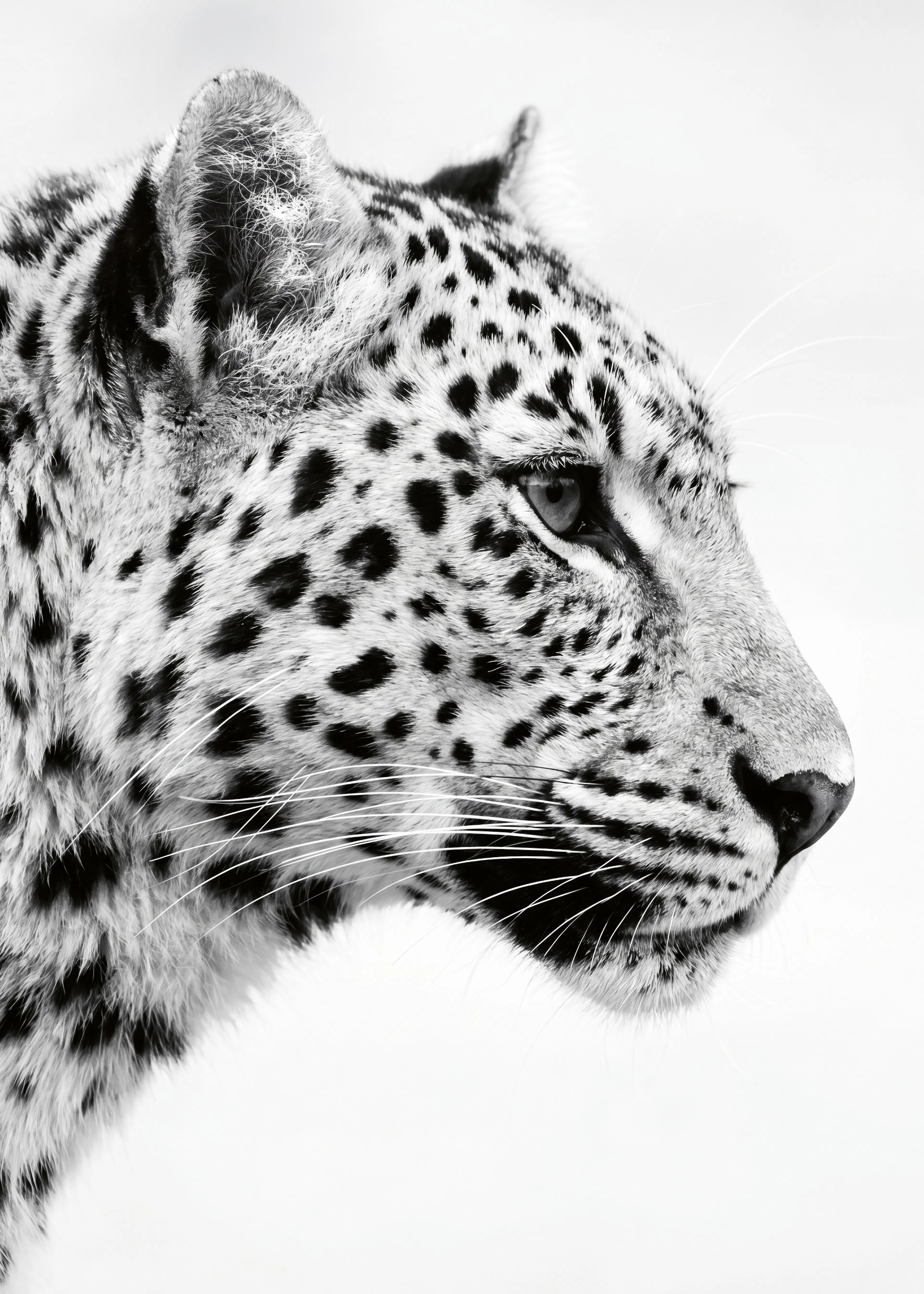 Maestà del Leopardo Poster 0