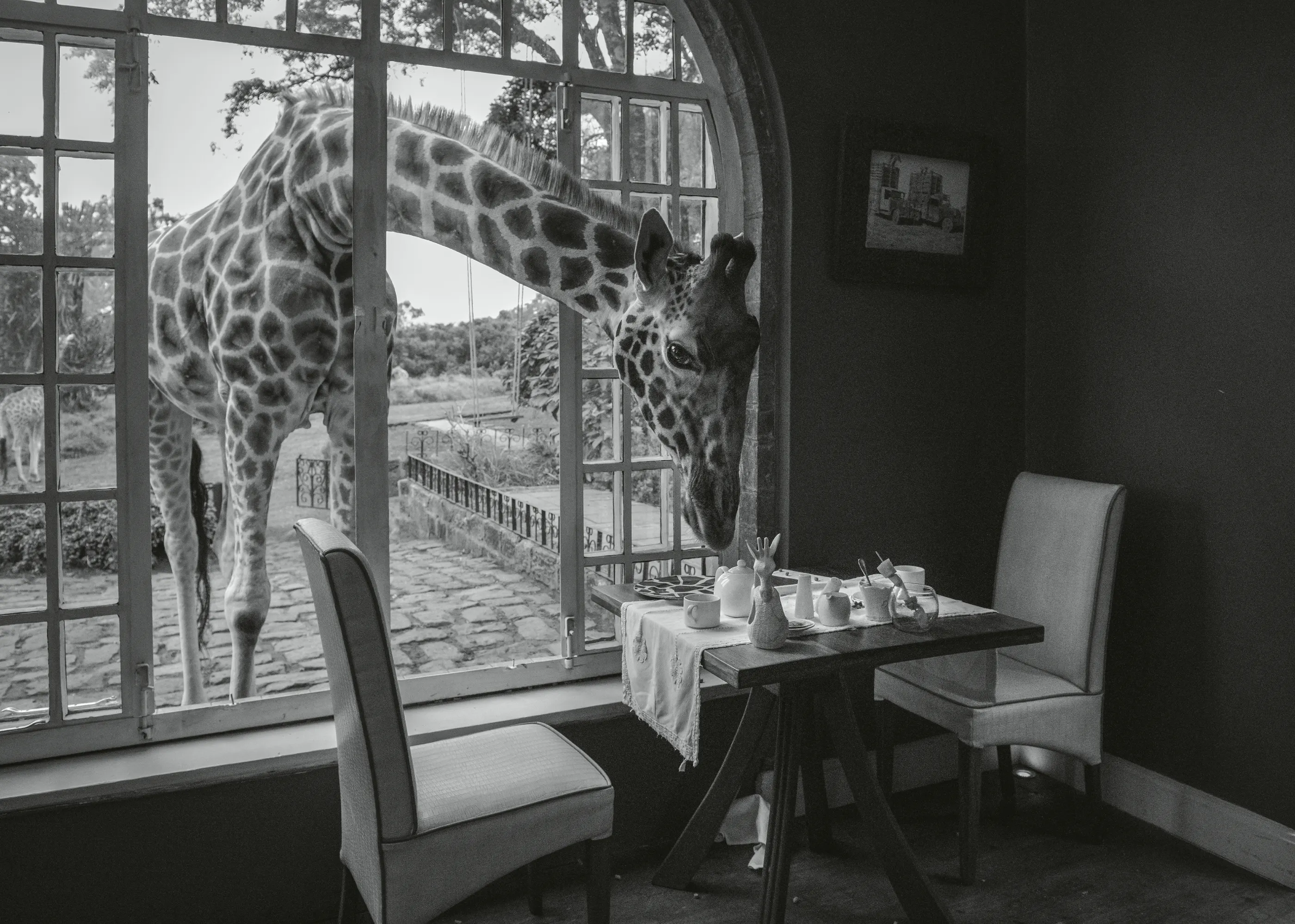 Safari Eleganz Poster 0