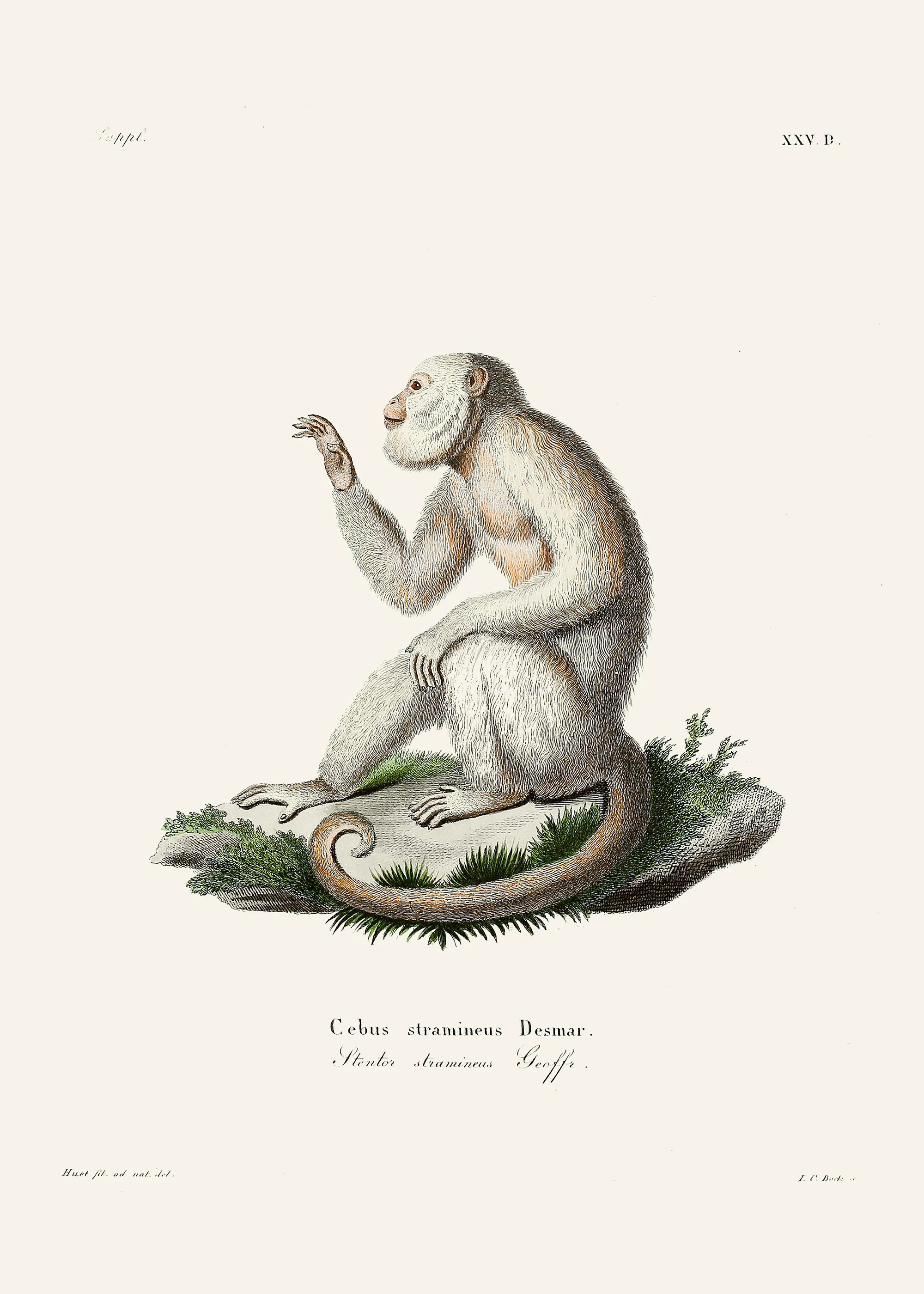 Curious Monkey Poster 0