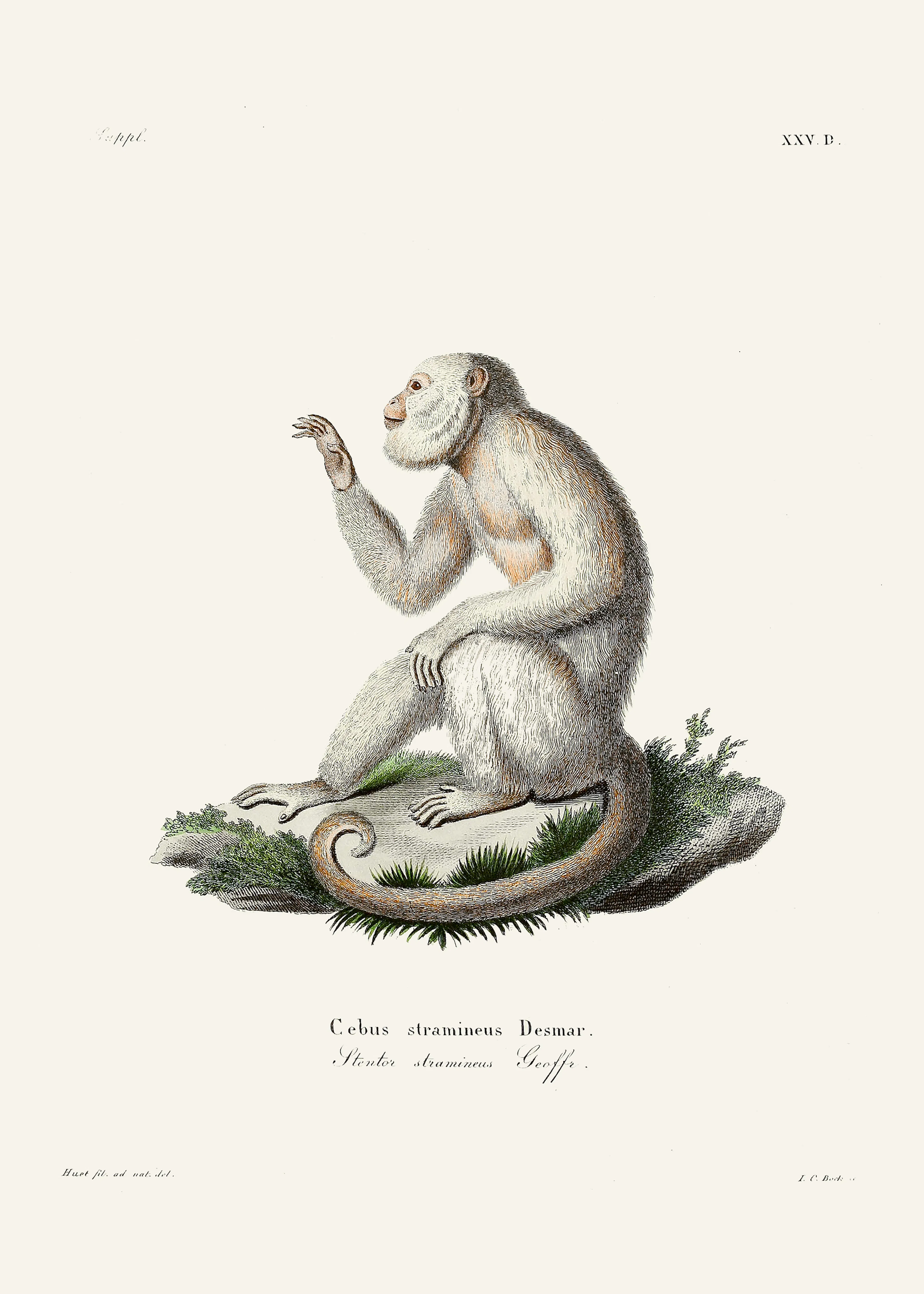 Singe Curieux Poster 0