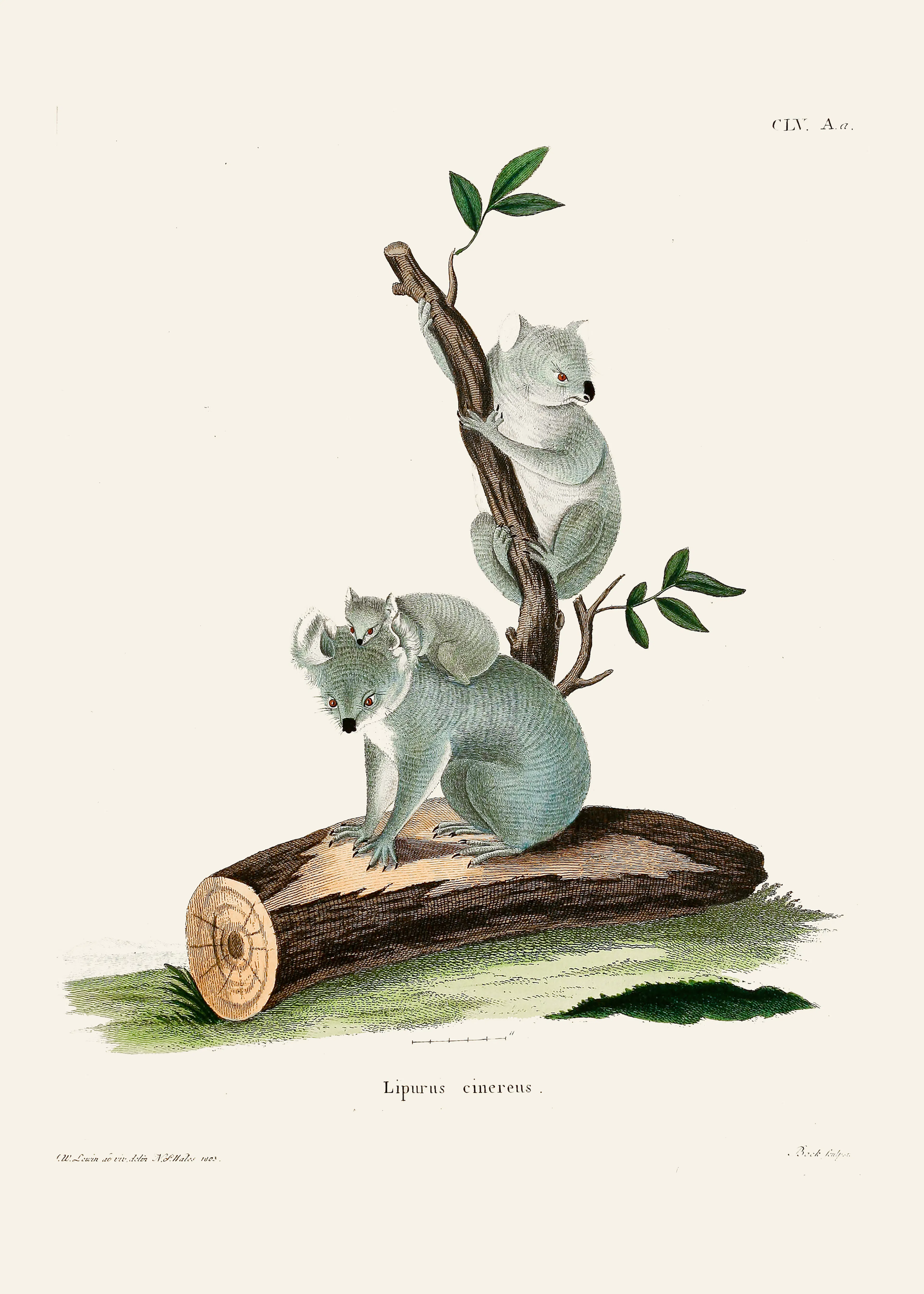 Koala Sérénité Poster 0