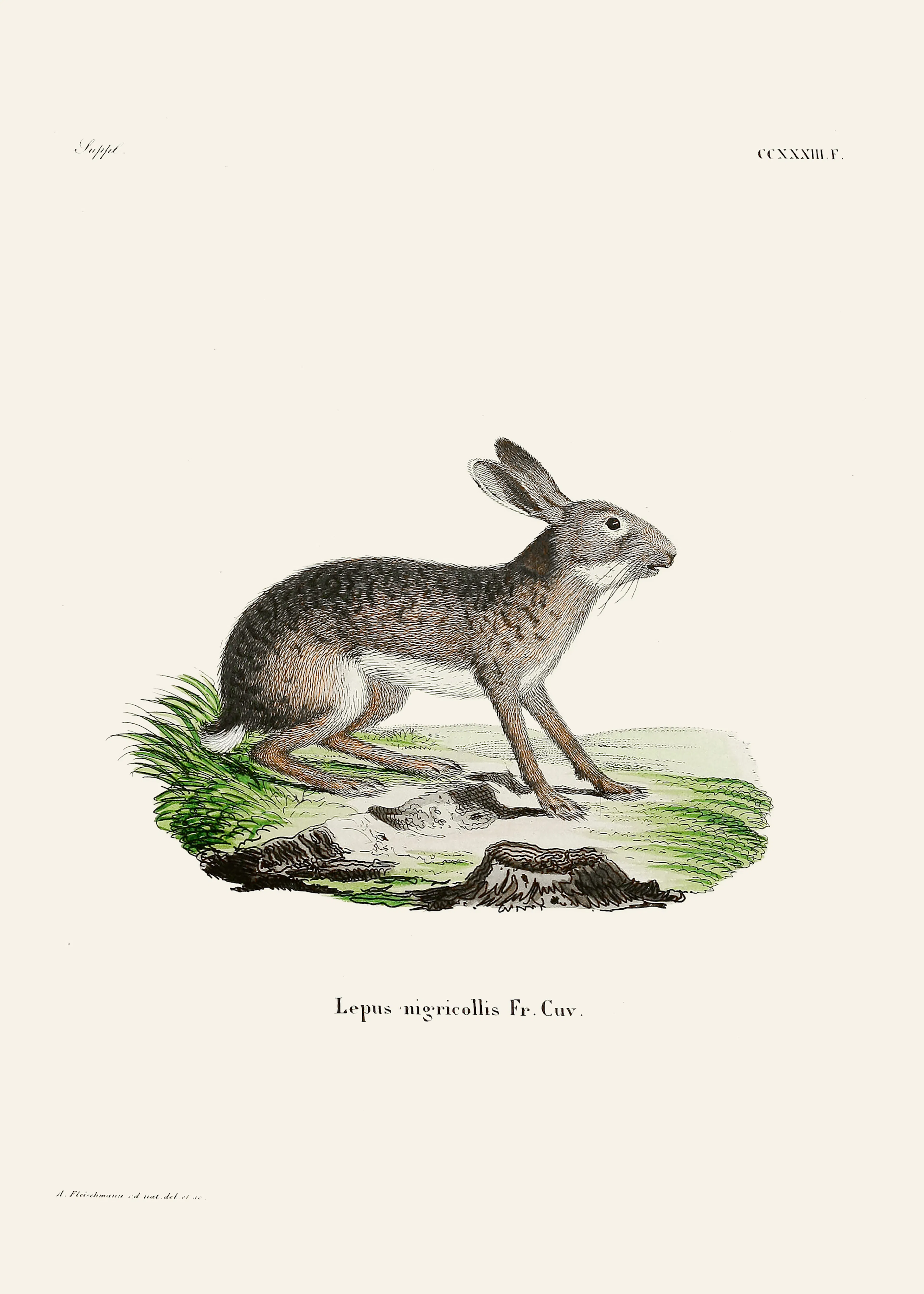 Vintage Rabbit Poster 0