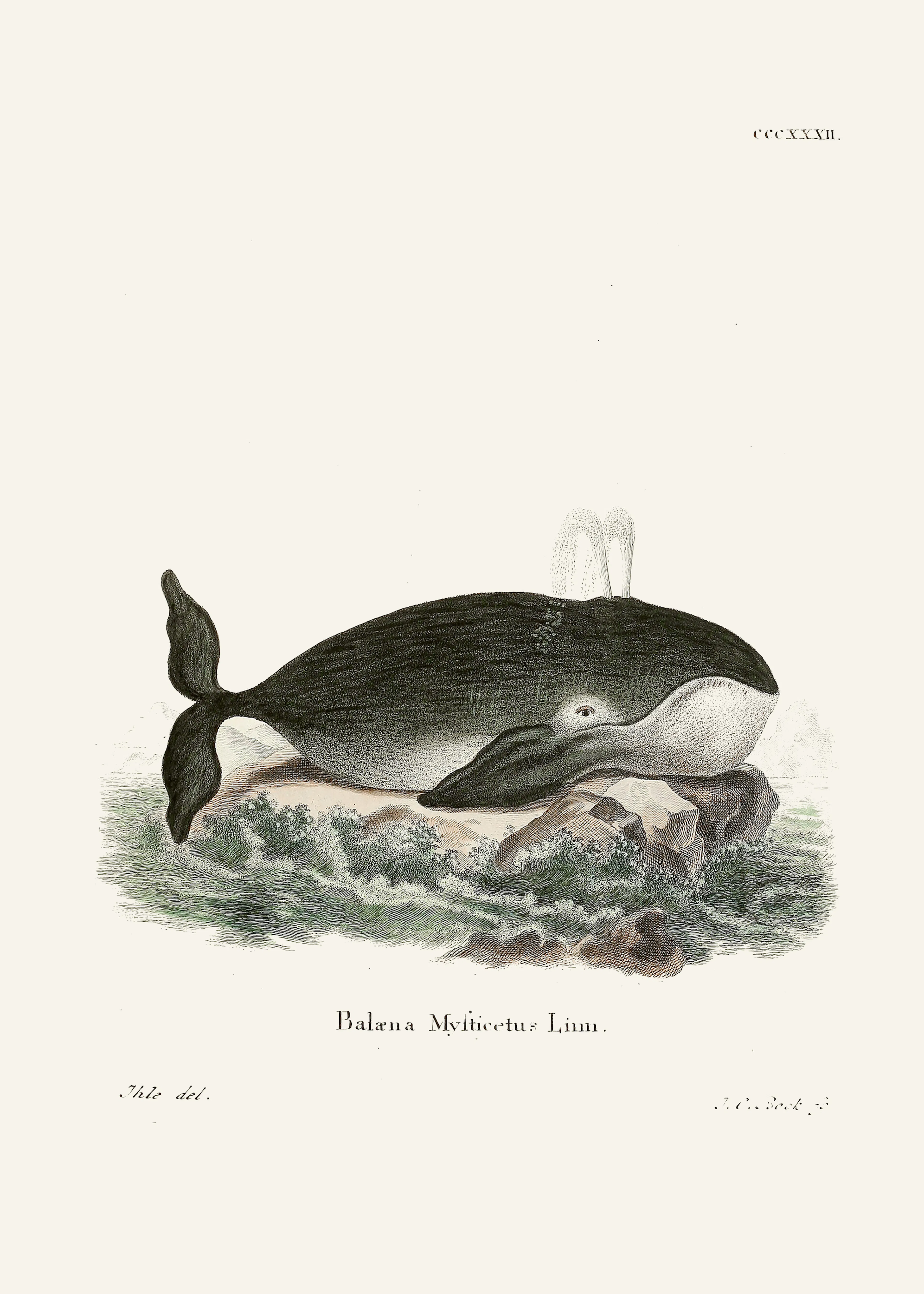 Baleine Illustration Poster 0