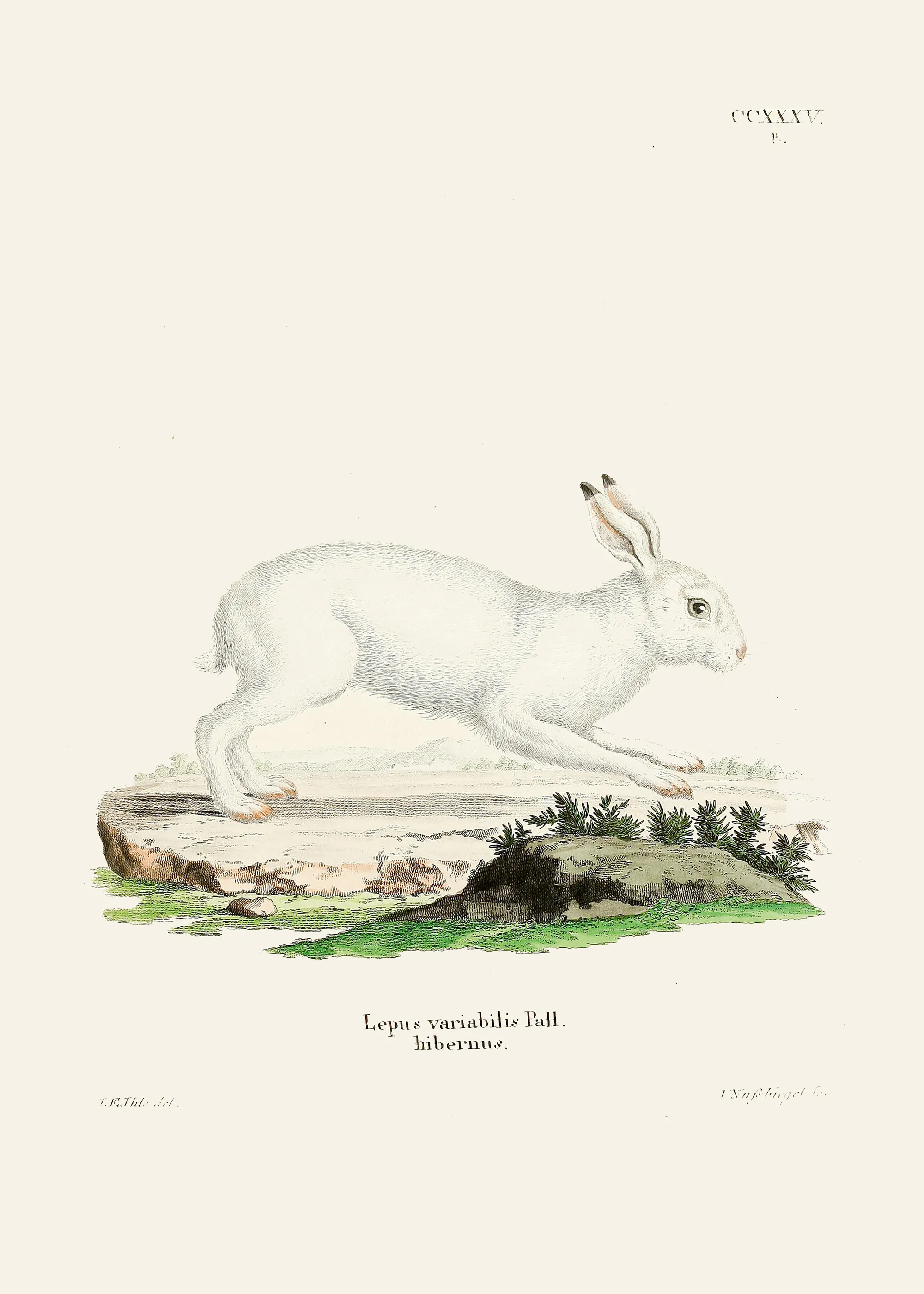 White Vintage Rabbit Poster 0
