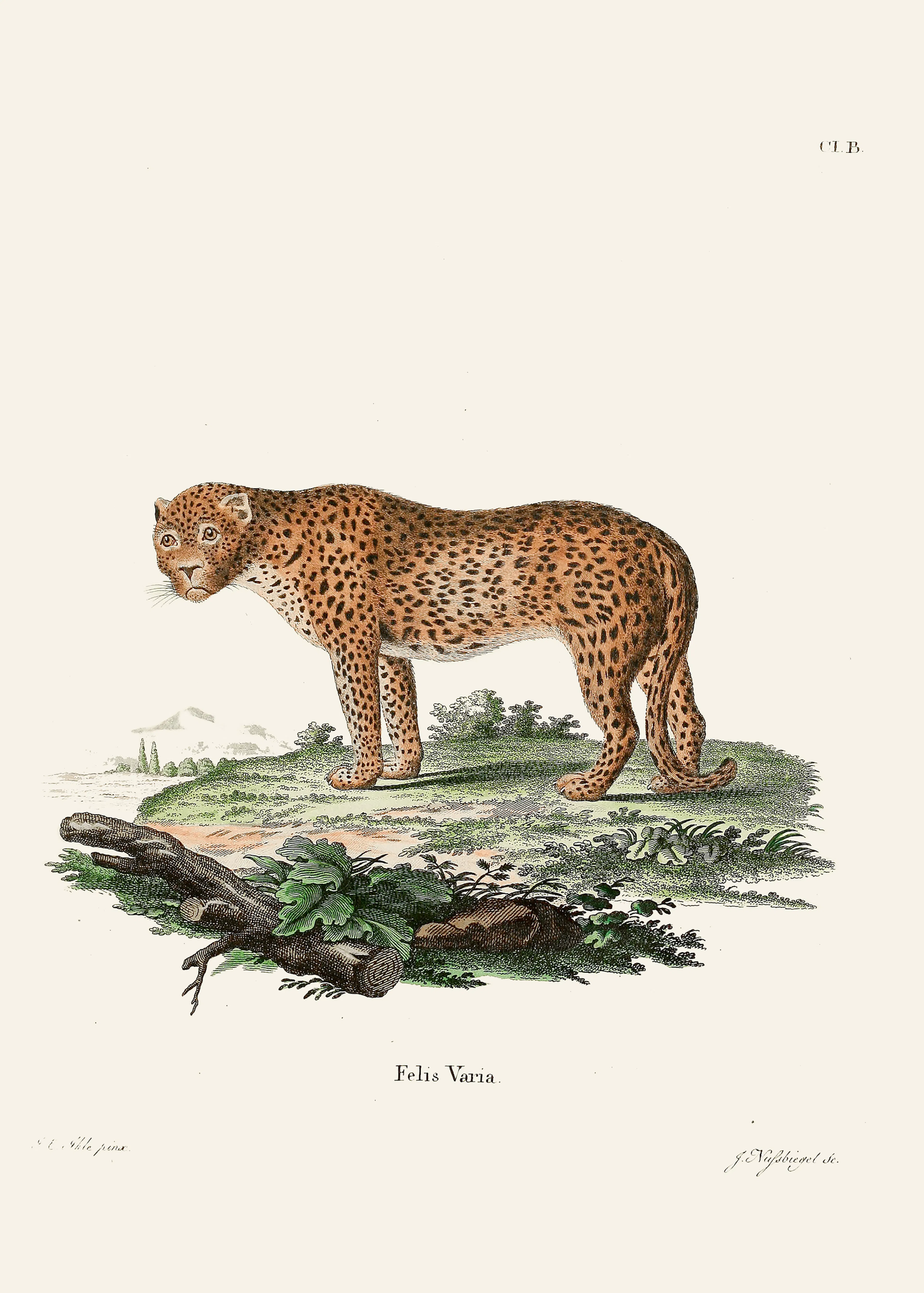 Léopard Illustration Poster 0