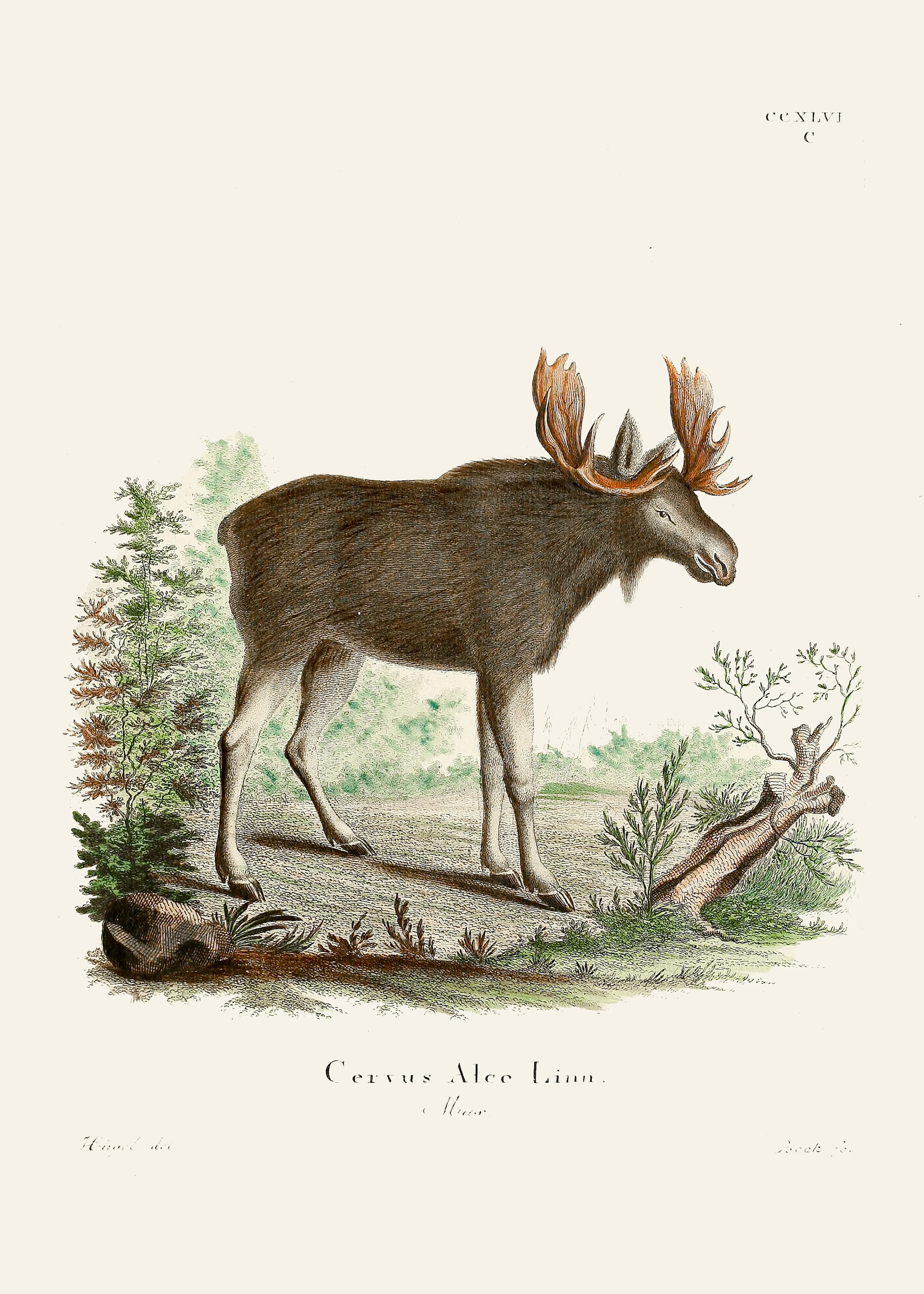 Illustrazione di Alce Poster 0