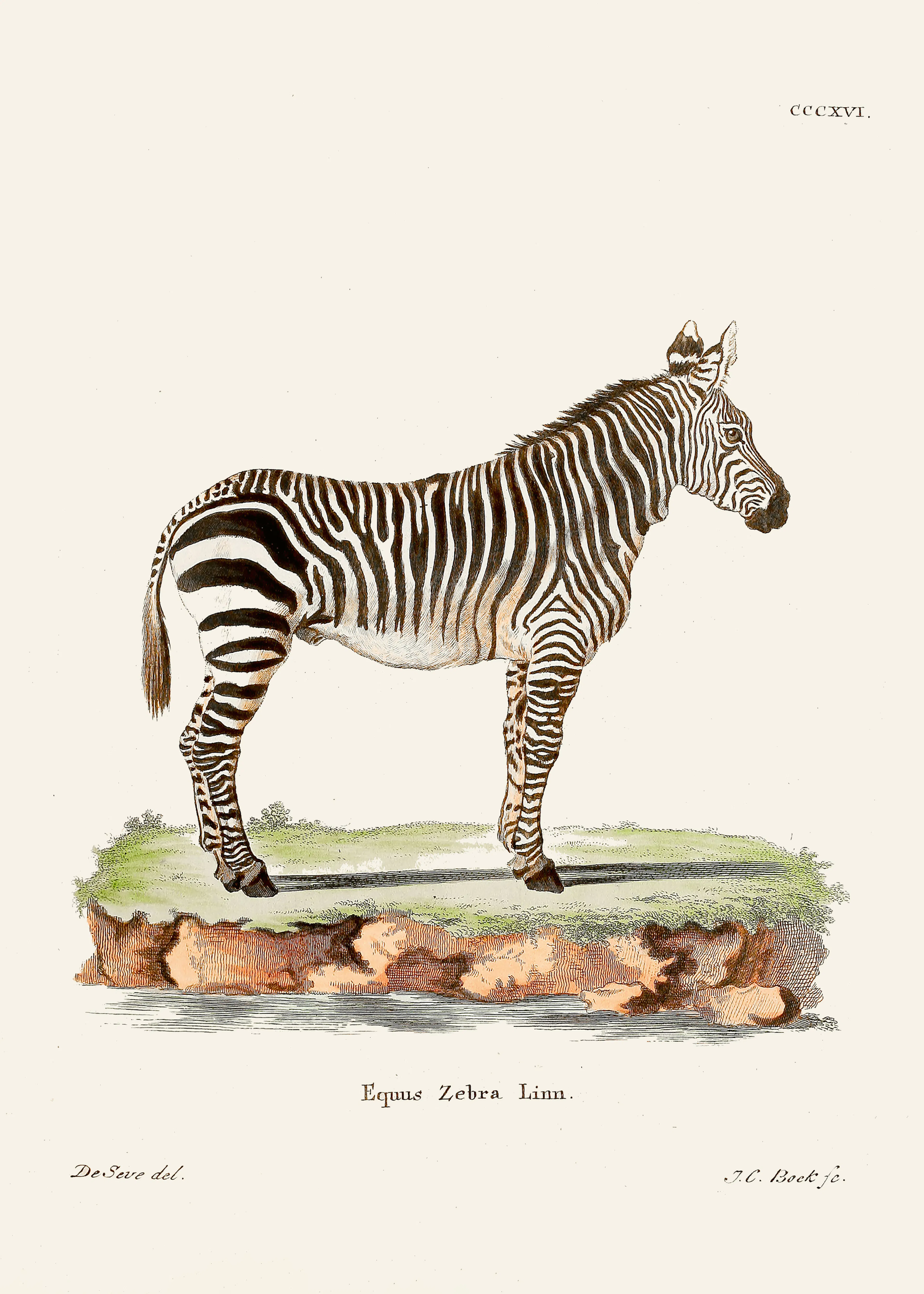 Zebra Illustration Poster 0