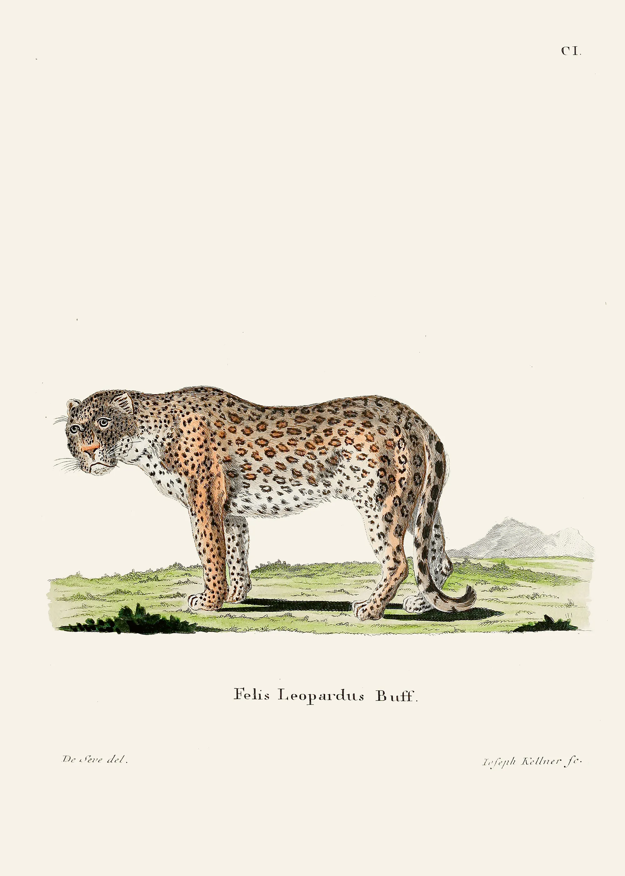 Keltainen Leopardi Kuvitus Juliste 0