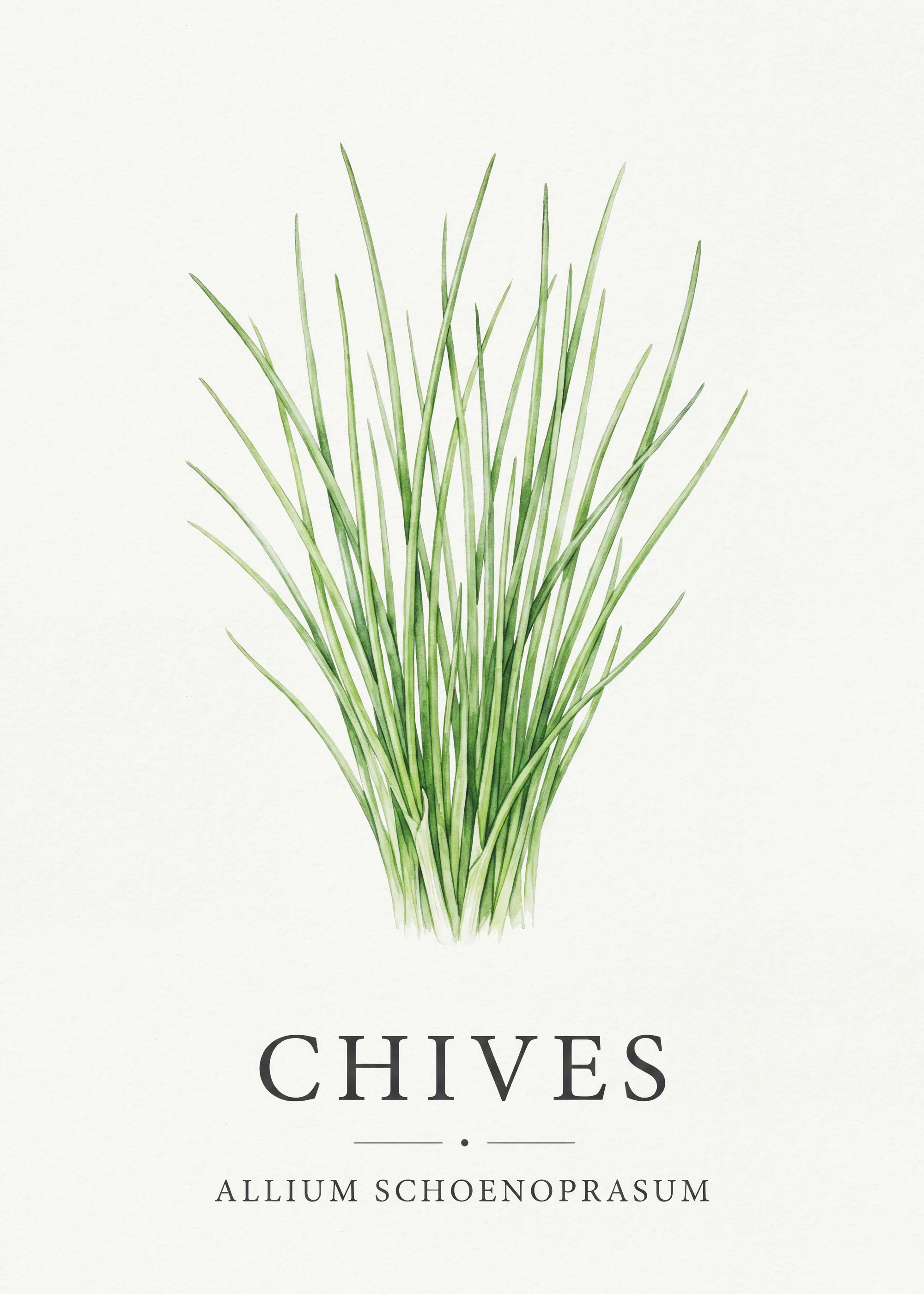 Frischer Schnittlauch Poster 0