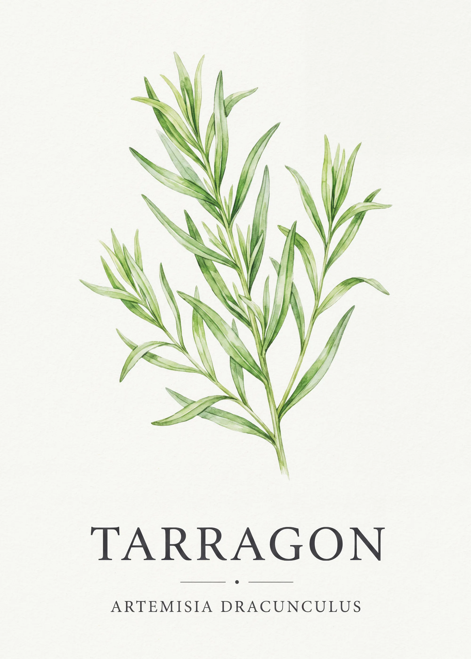 Tarragon Herb Poster 0
