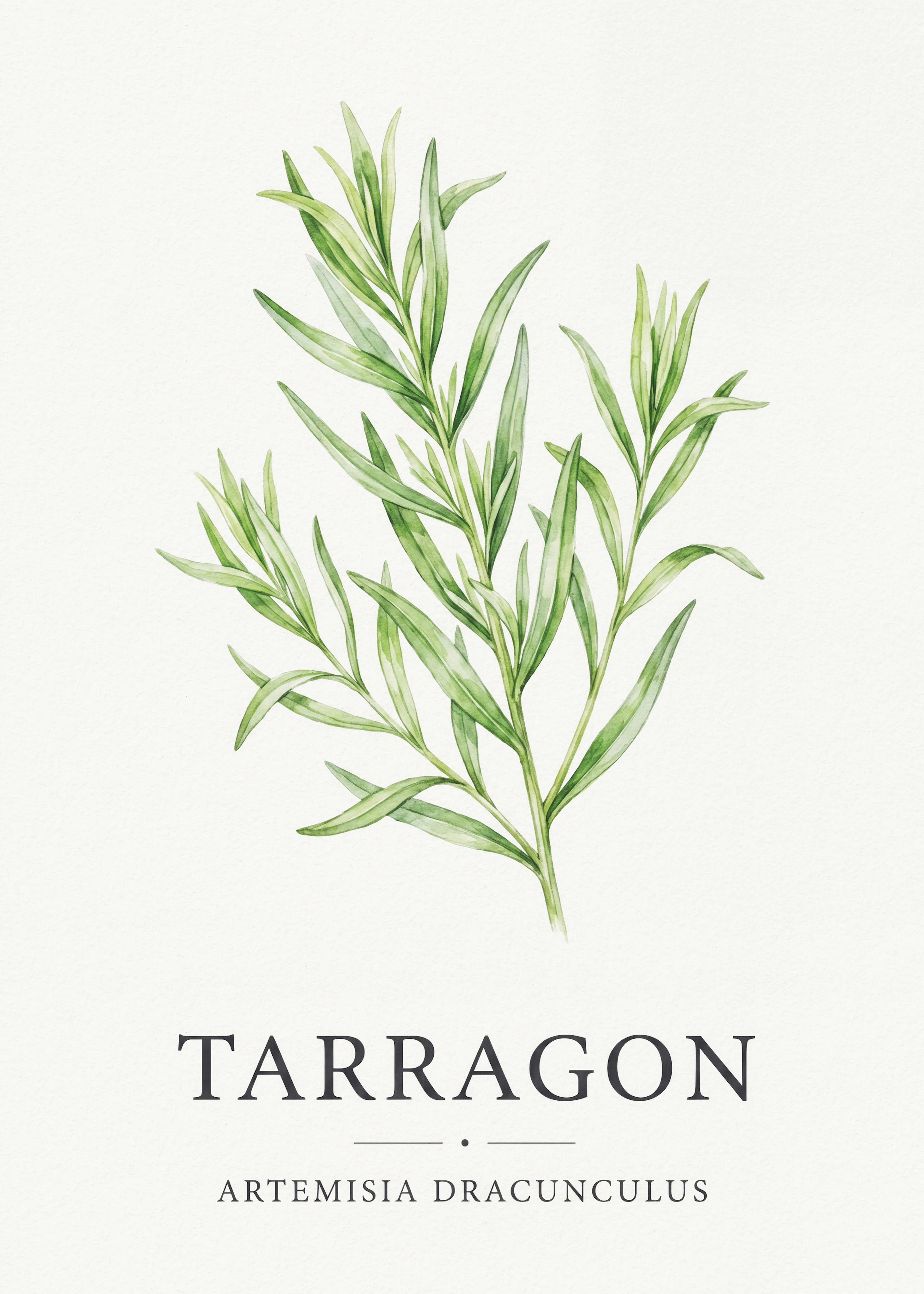 Estragon Herbe Poster 0