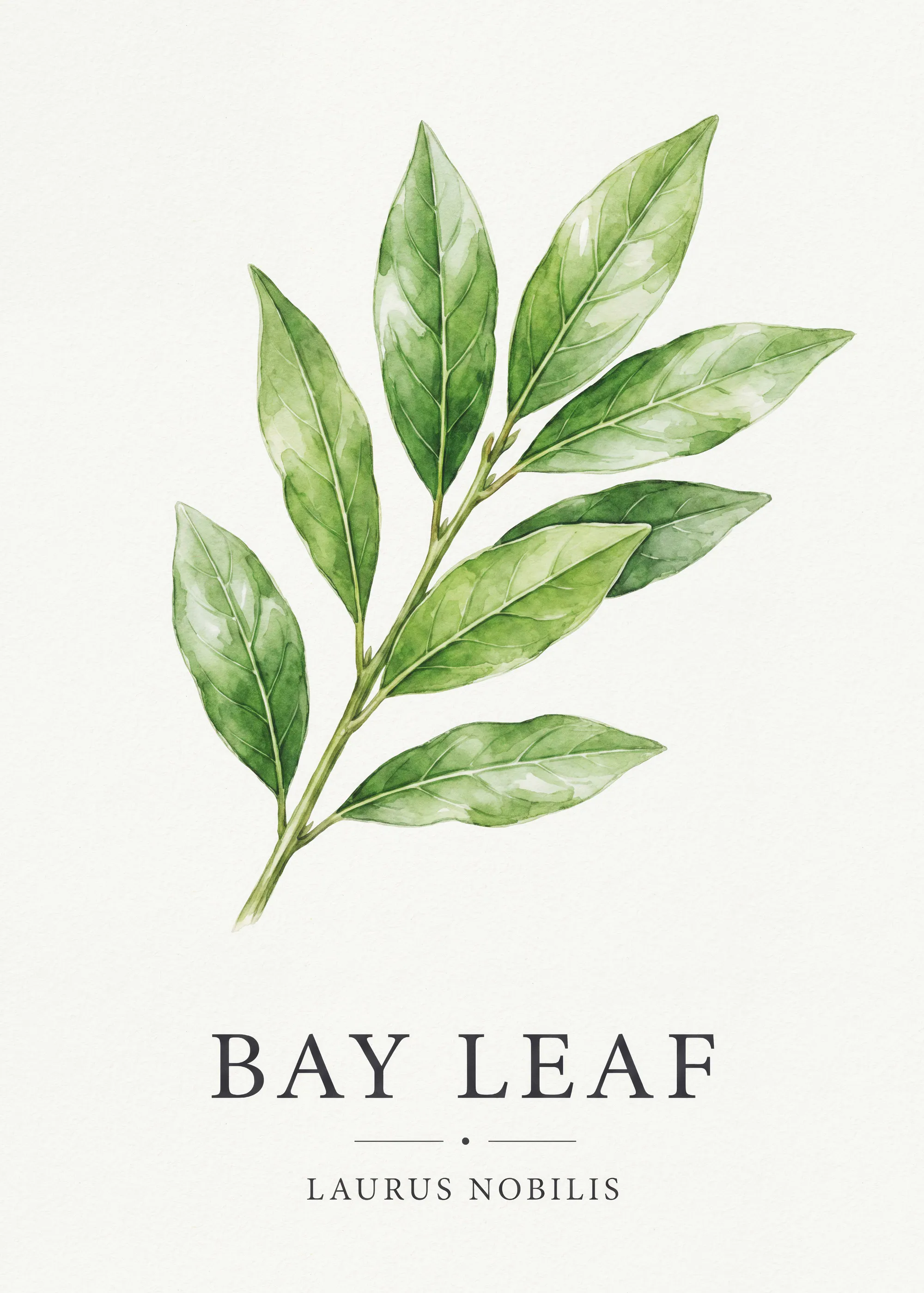 Feuille de Laurier Botanique Poster 0