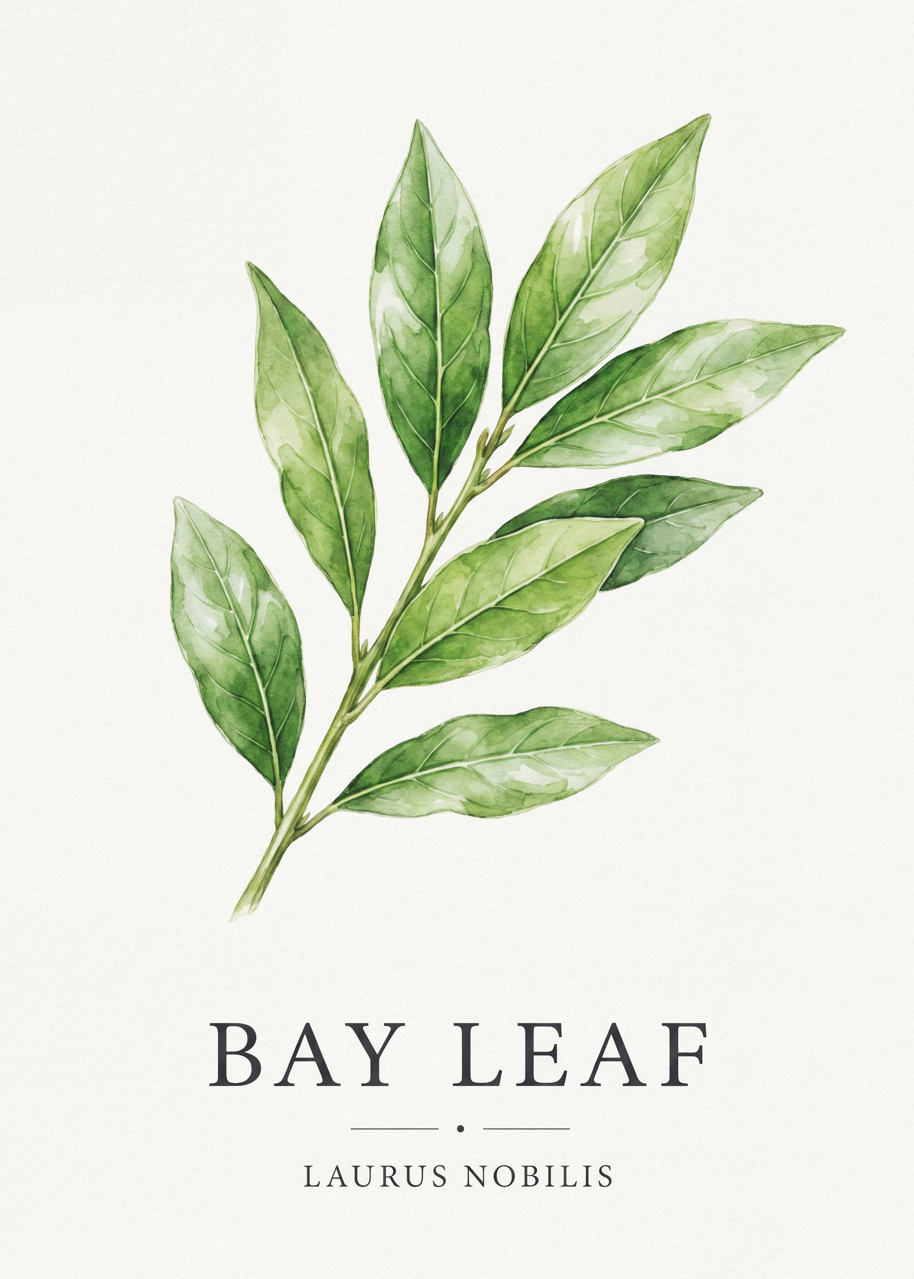 Feuille de Laurier Botanique Poster 0