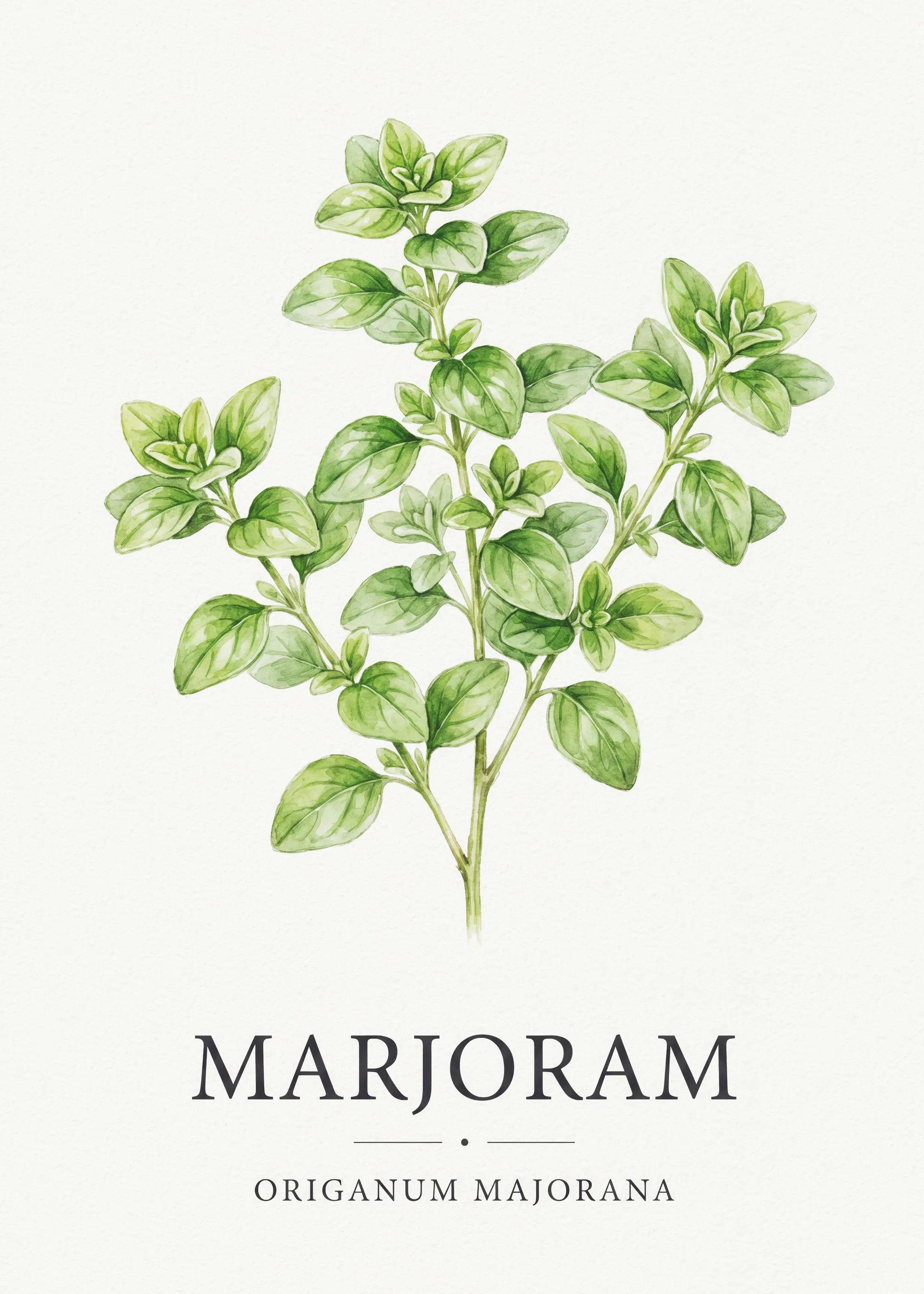 Marjolein Kruid Poster 0