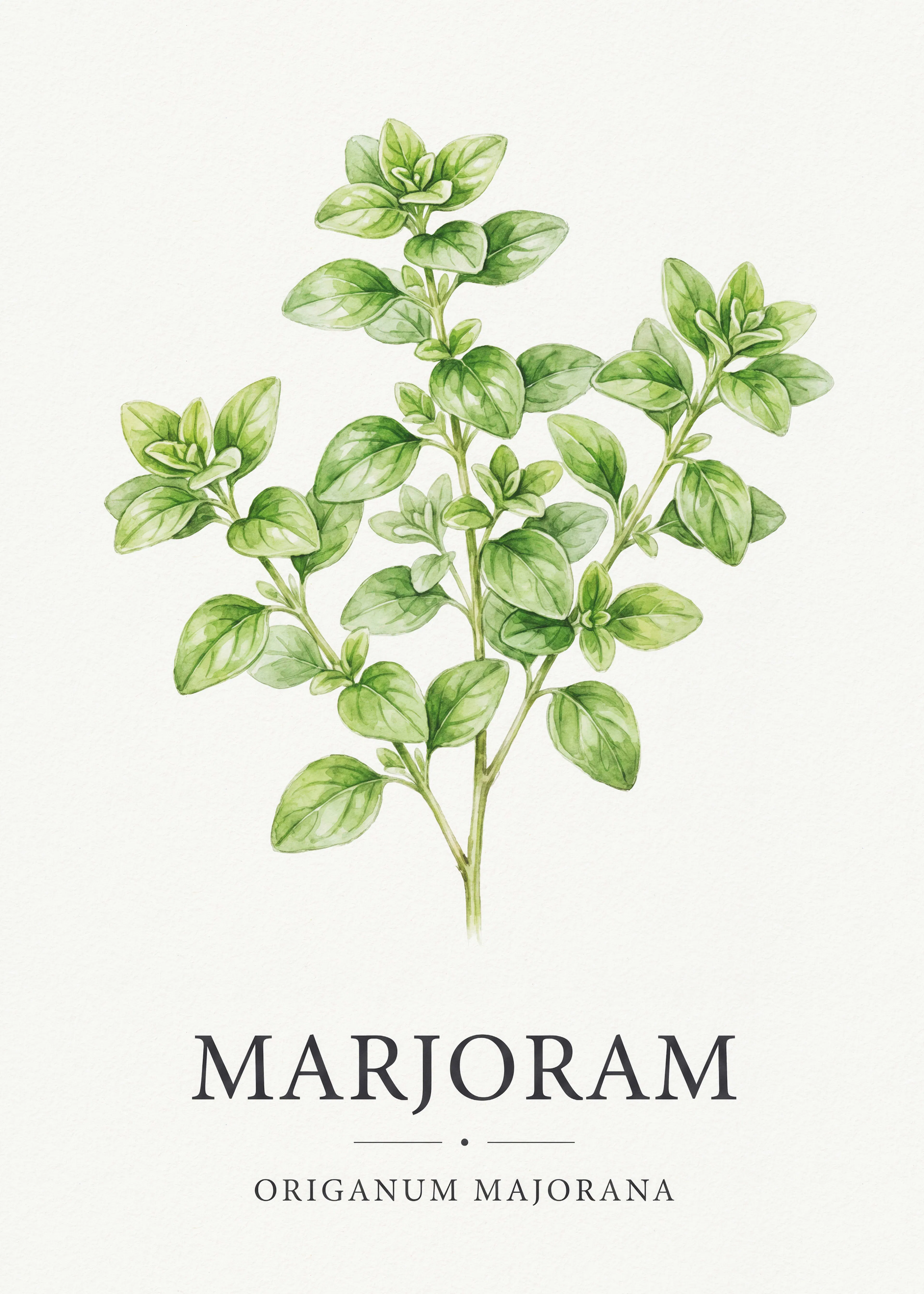 Marjolaine Herbe Poster 0