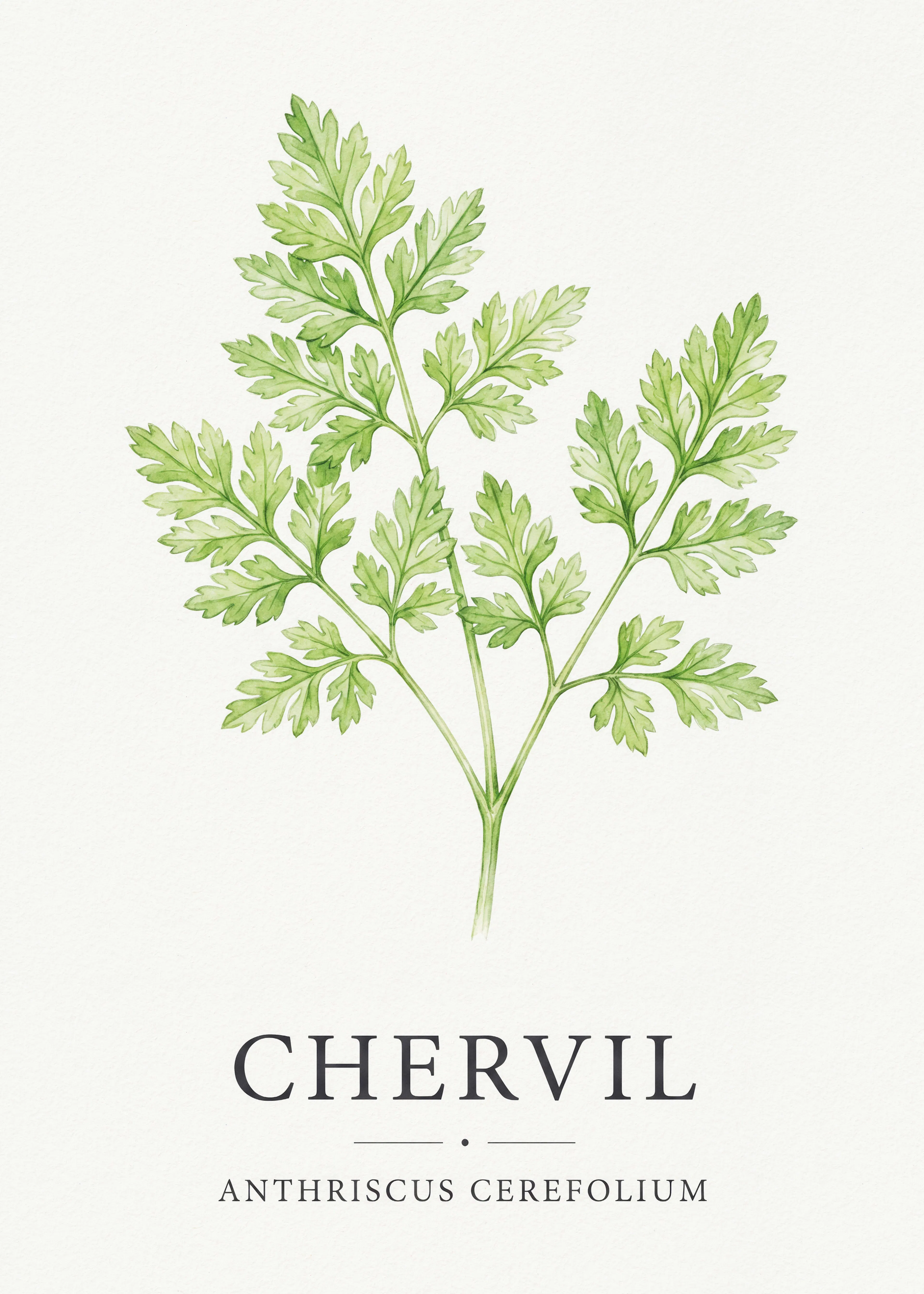 Cerfeuil Herbe Poster 0