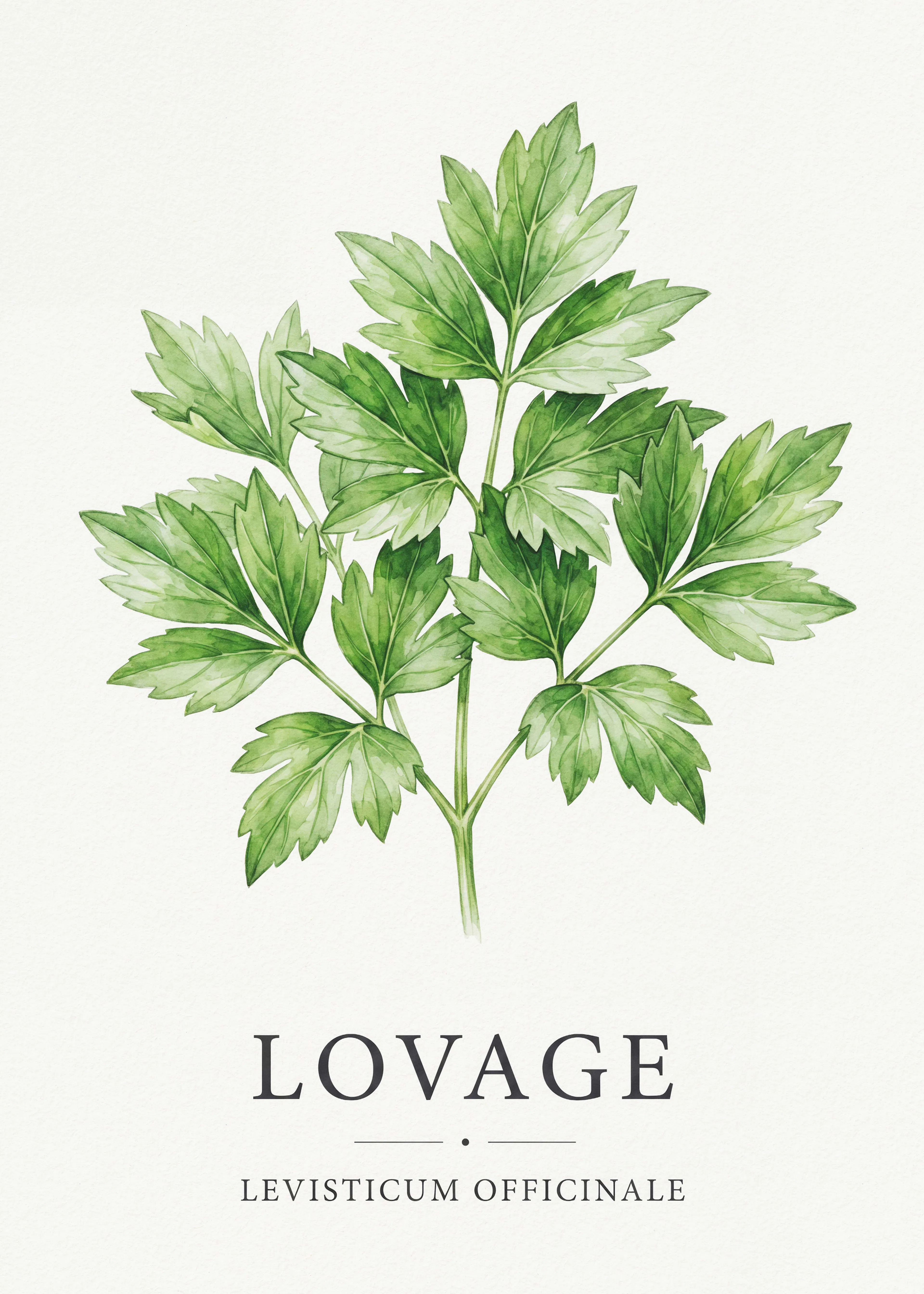 Livèche Herbe Poster 0